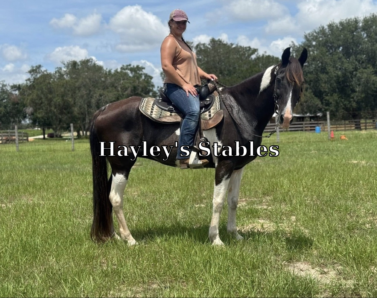 Horse previously sold by Hayley Stables
