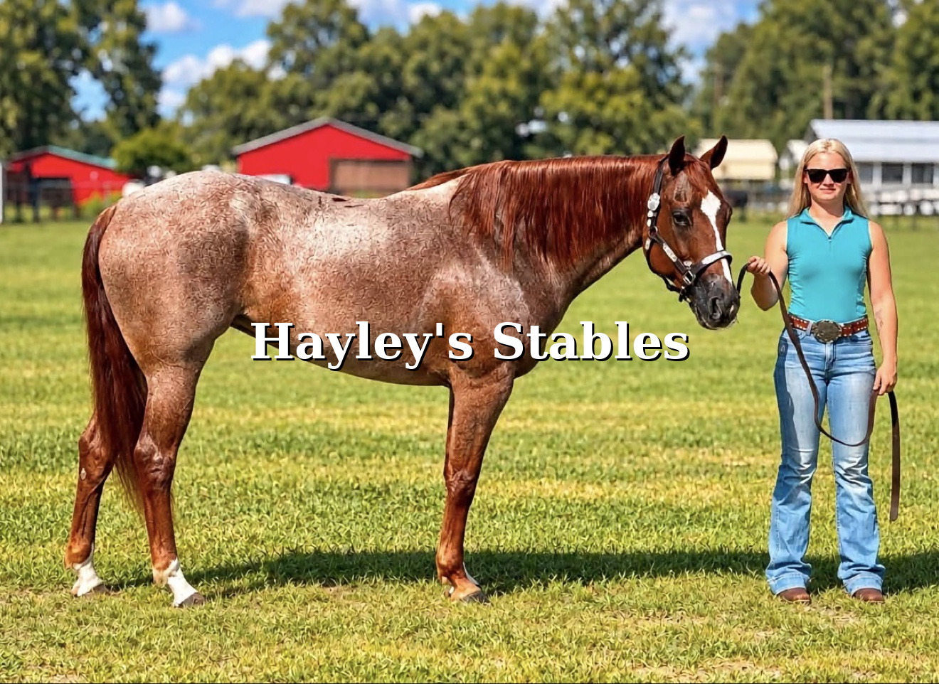 Horse previously placed in a new home by Hayley Stables