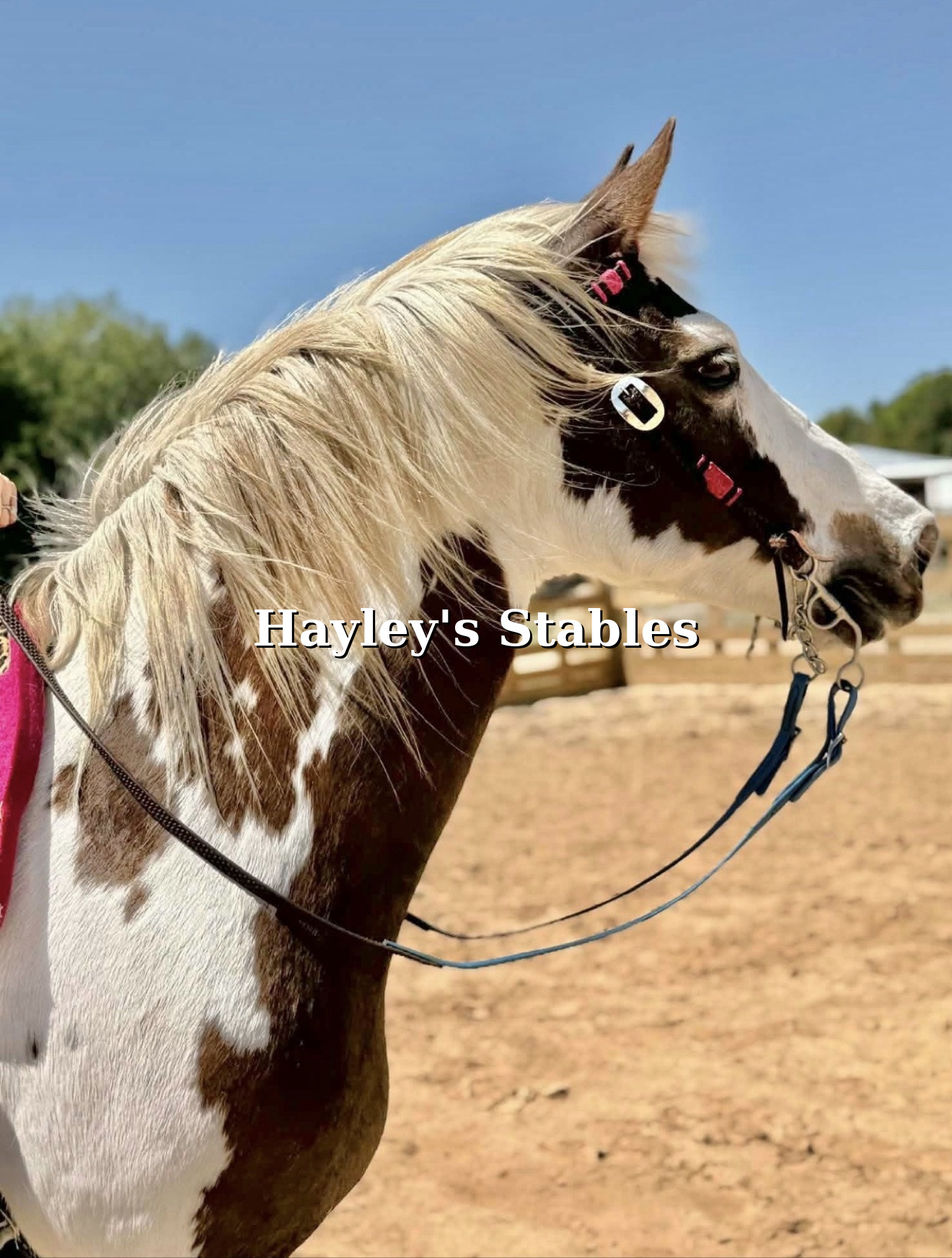 Dark horse previously sold by Hayley Stables