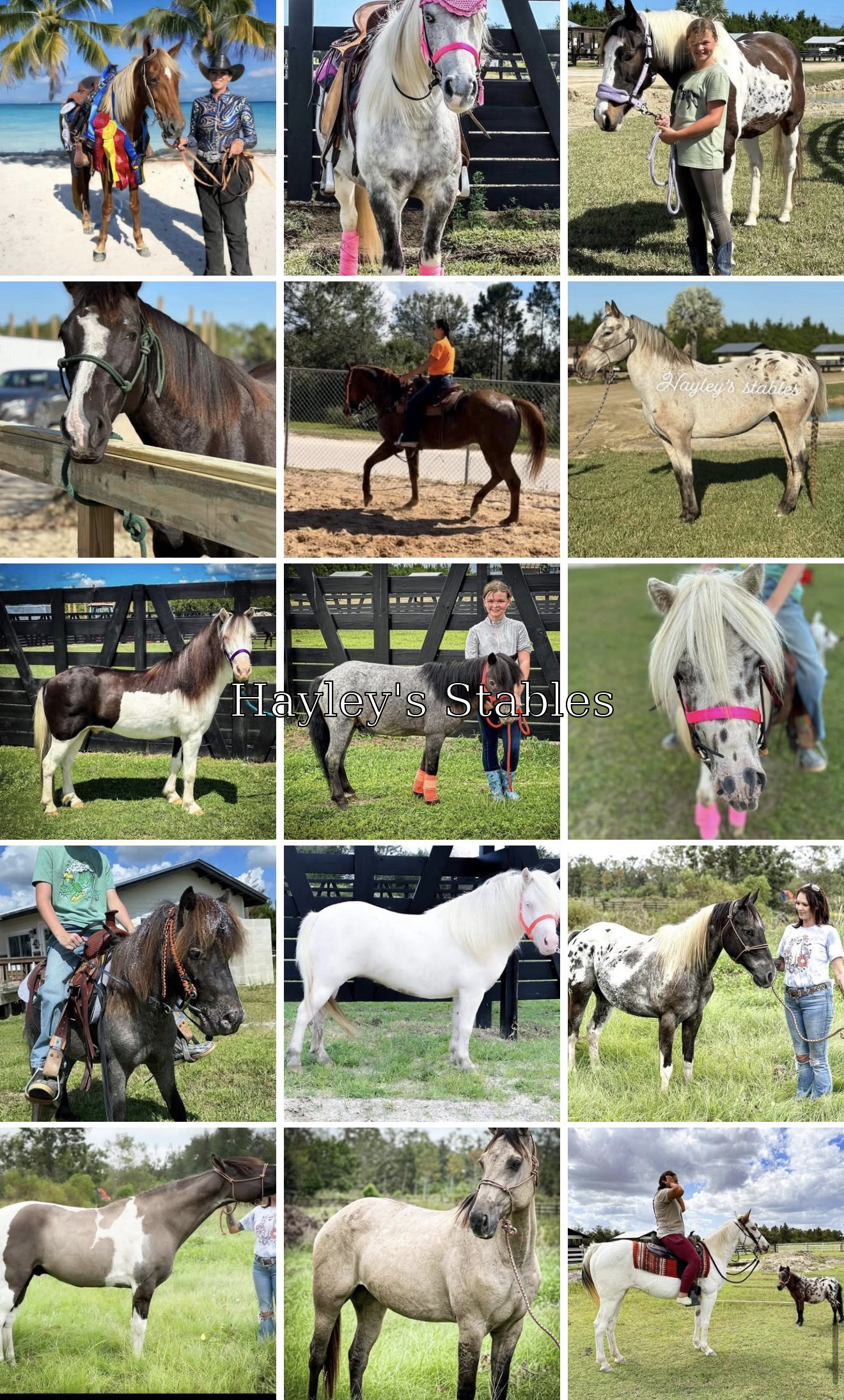 Horse previously sold by Hayley Stables