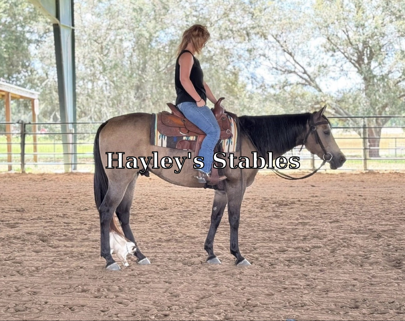 Horse previously sold by Hayley Stables