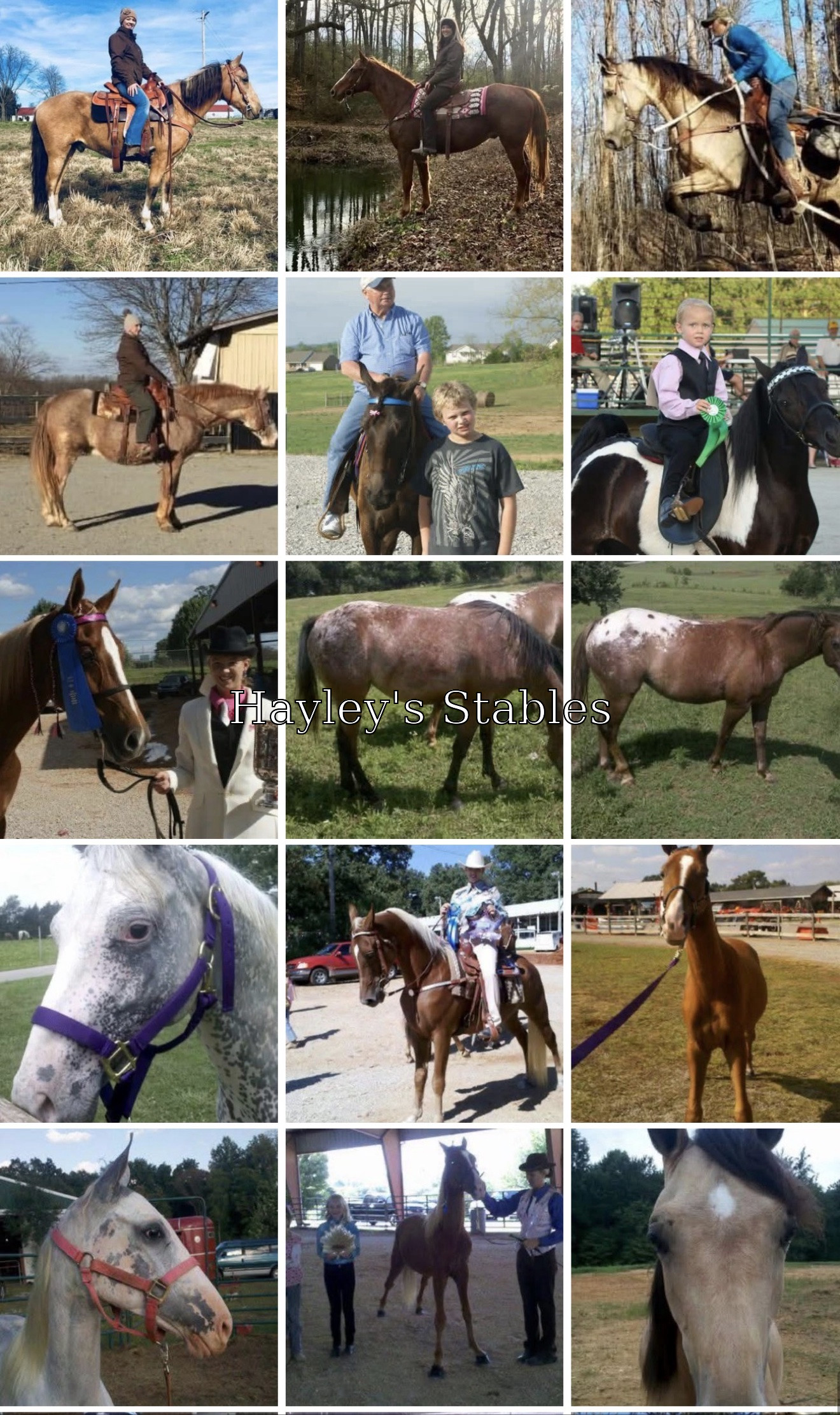 Horse previously sold by Hayley Stables