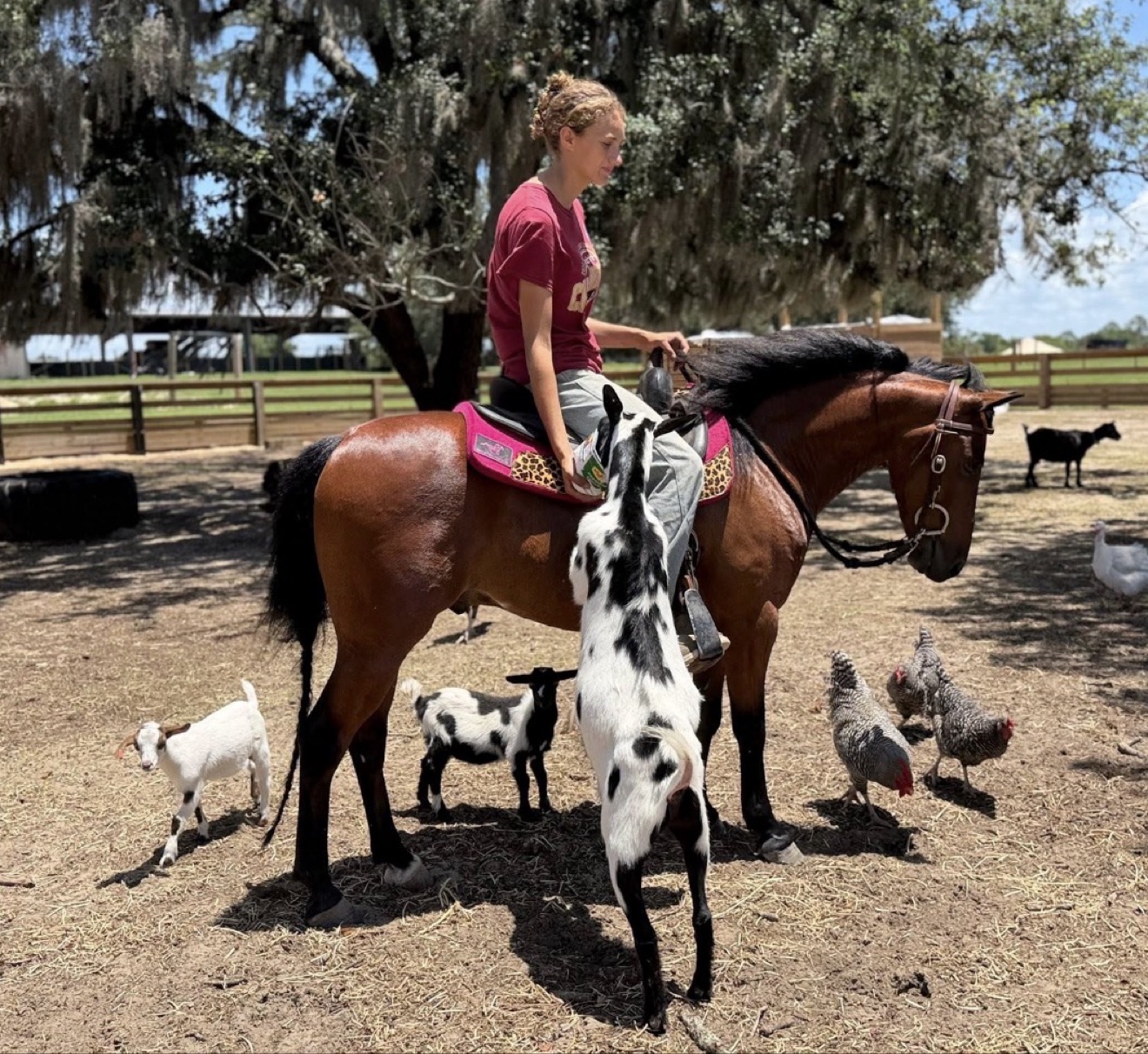 Horse and rider showcased at an event