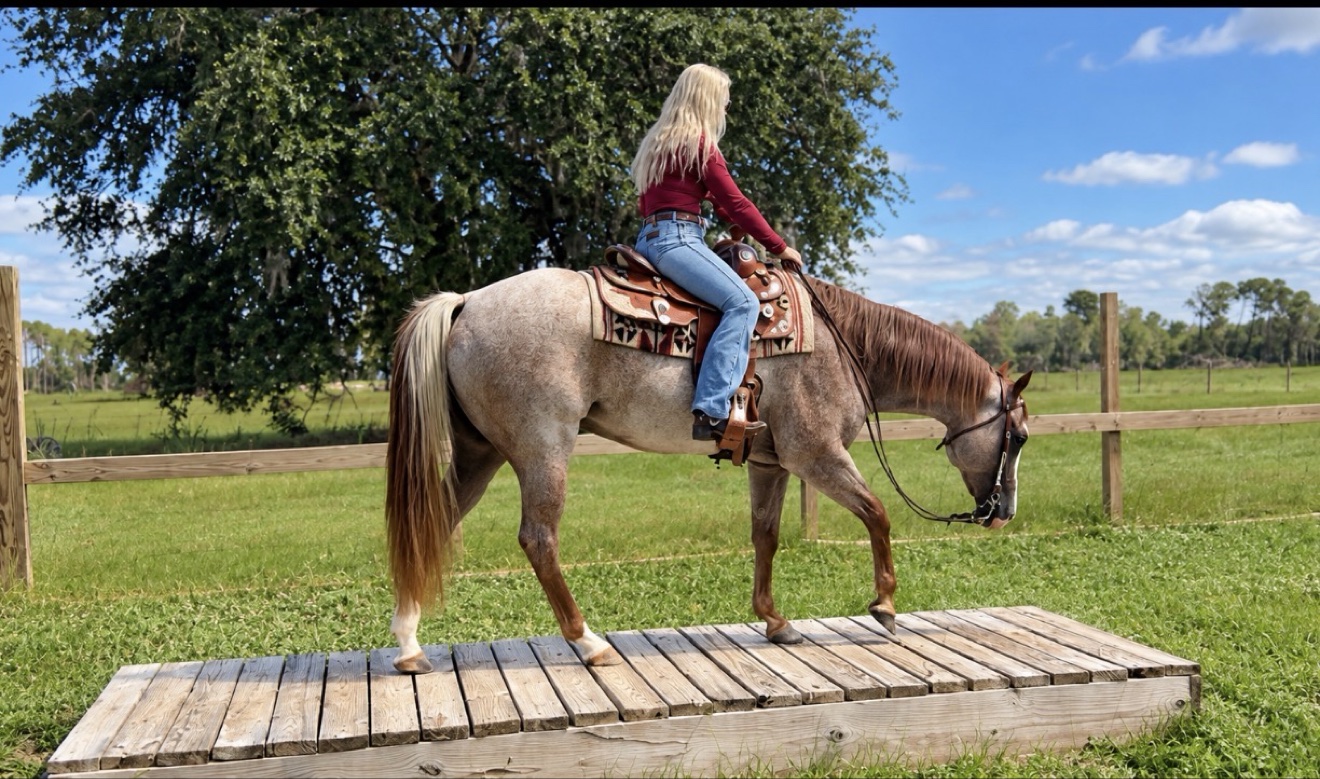 Hayley riding Struttin Cowboy over a wooden obstacle bridge