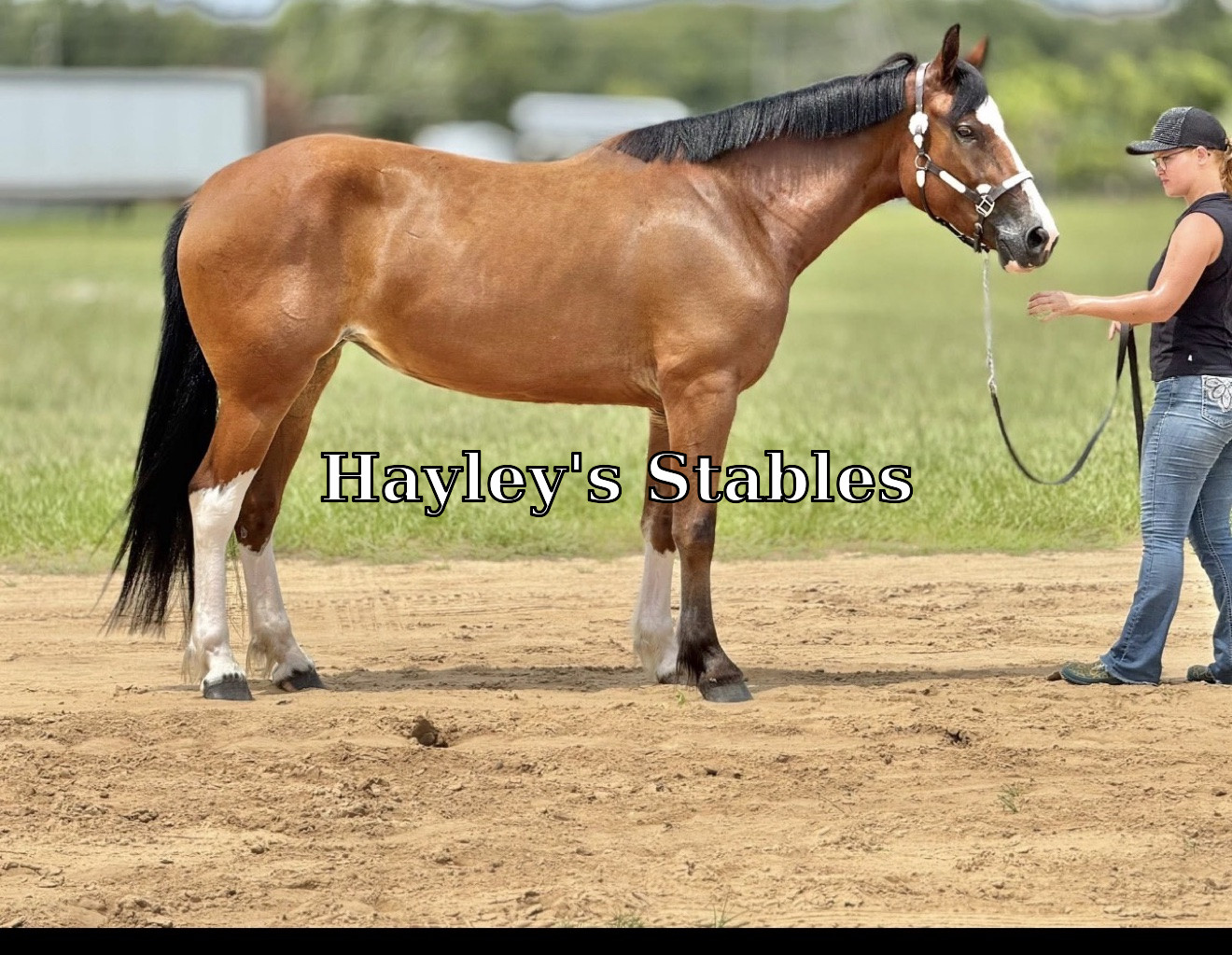 Horse previously sold by Hayley Stables