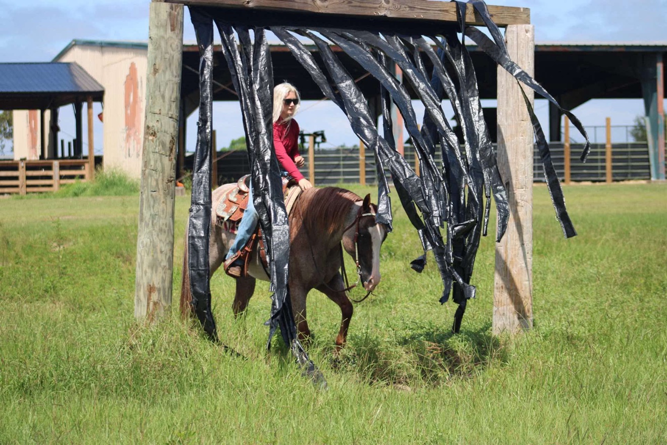 Hayley riding Struttin Cowboy toward the camera in the arena