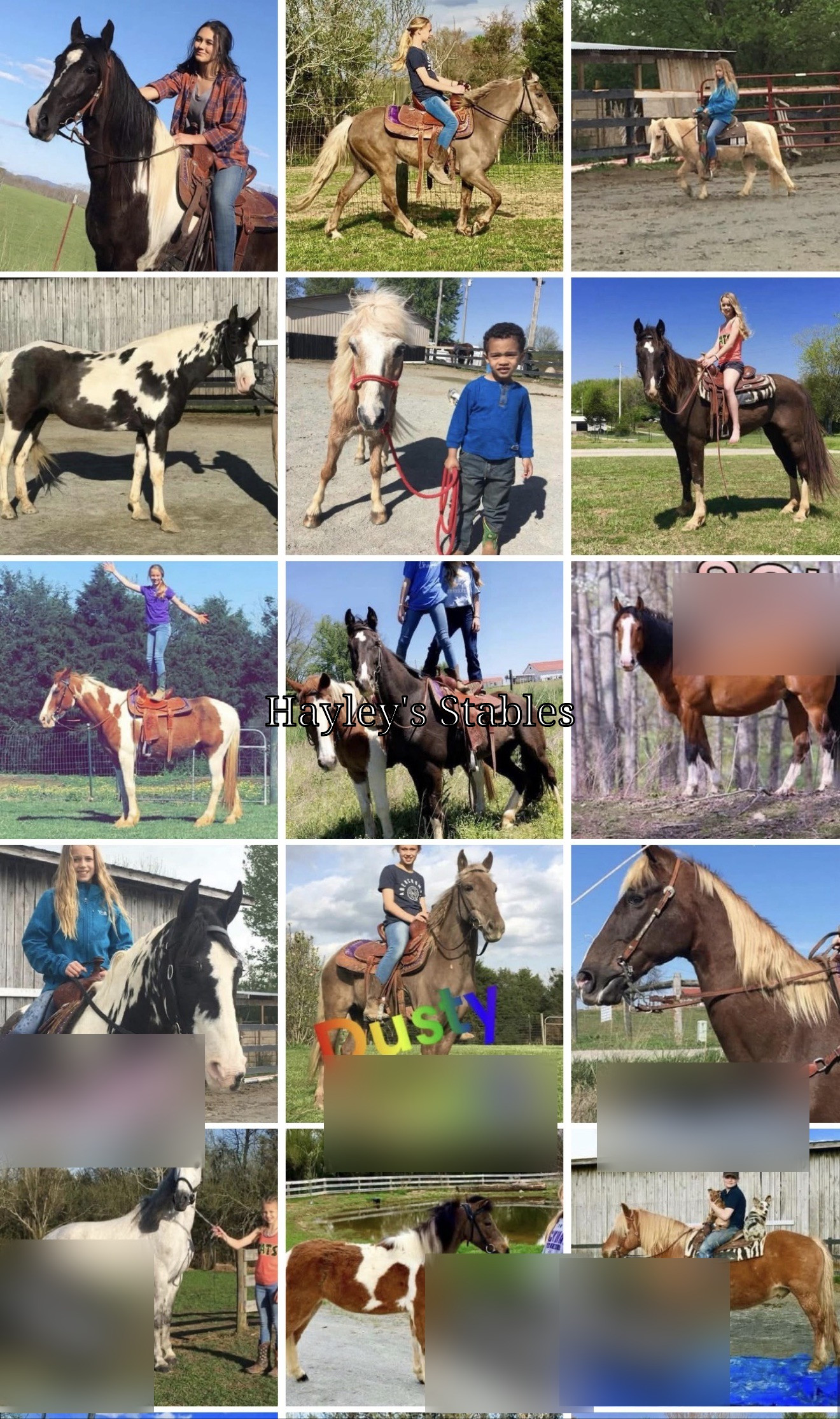 Collage of horses previously sold by Hayley Stables