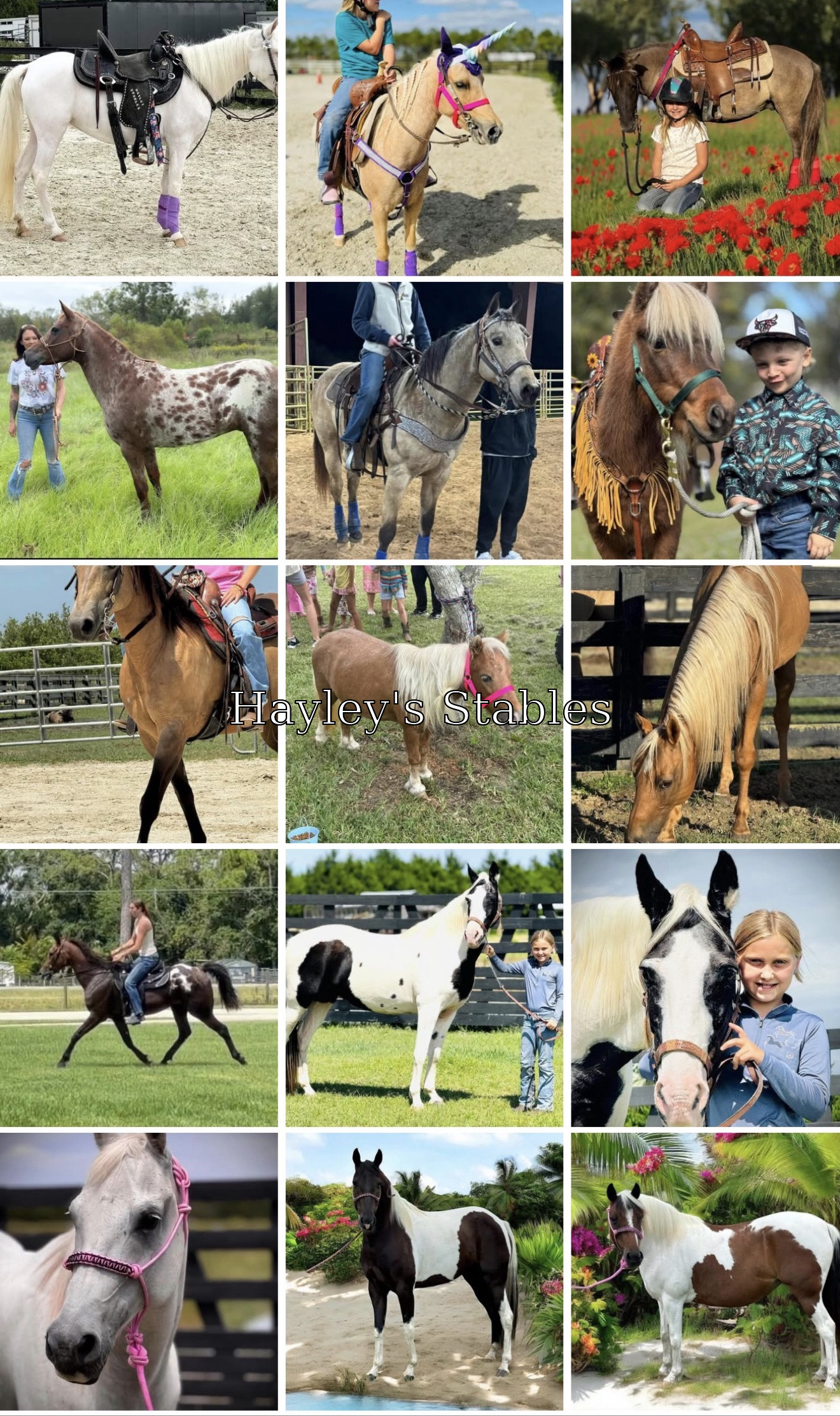 Horse previously sold by Hayley Stables