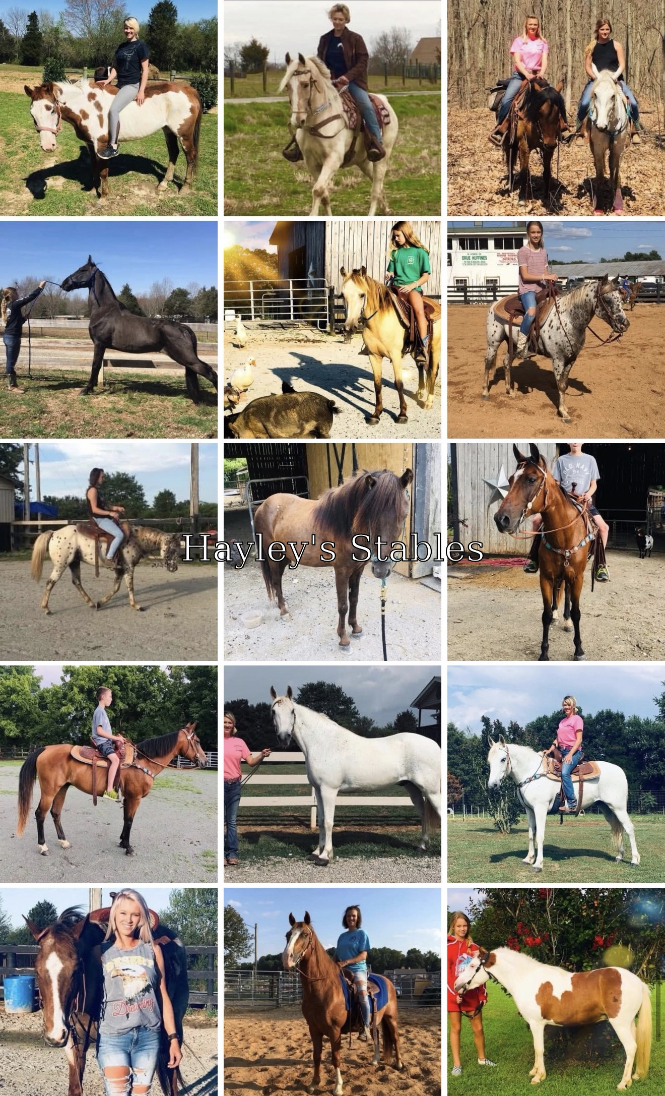 Horse previously sold by Hayley Stables