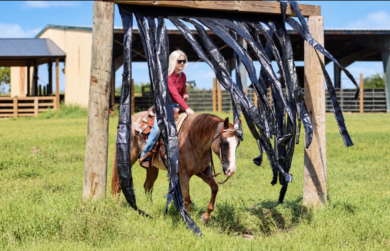 Horses and riders gathered during a showcase