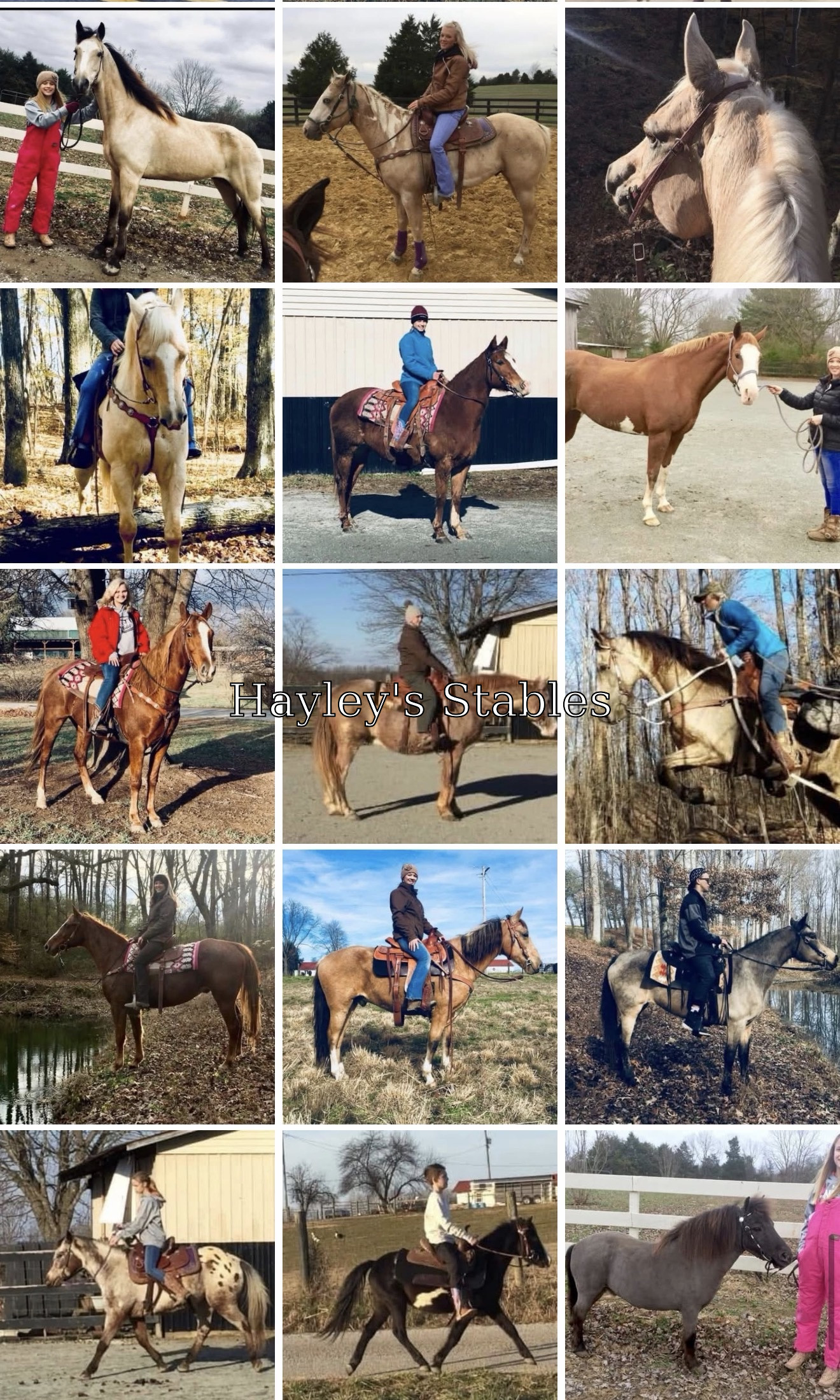 Horse previously sold by Hayley Stables