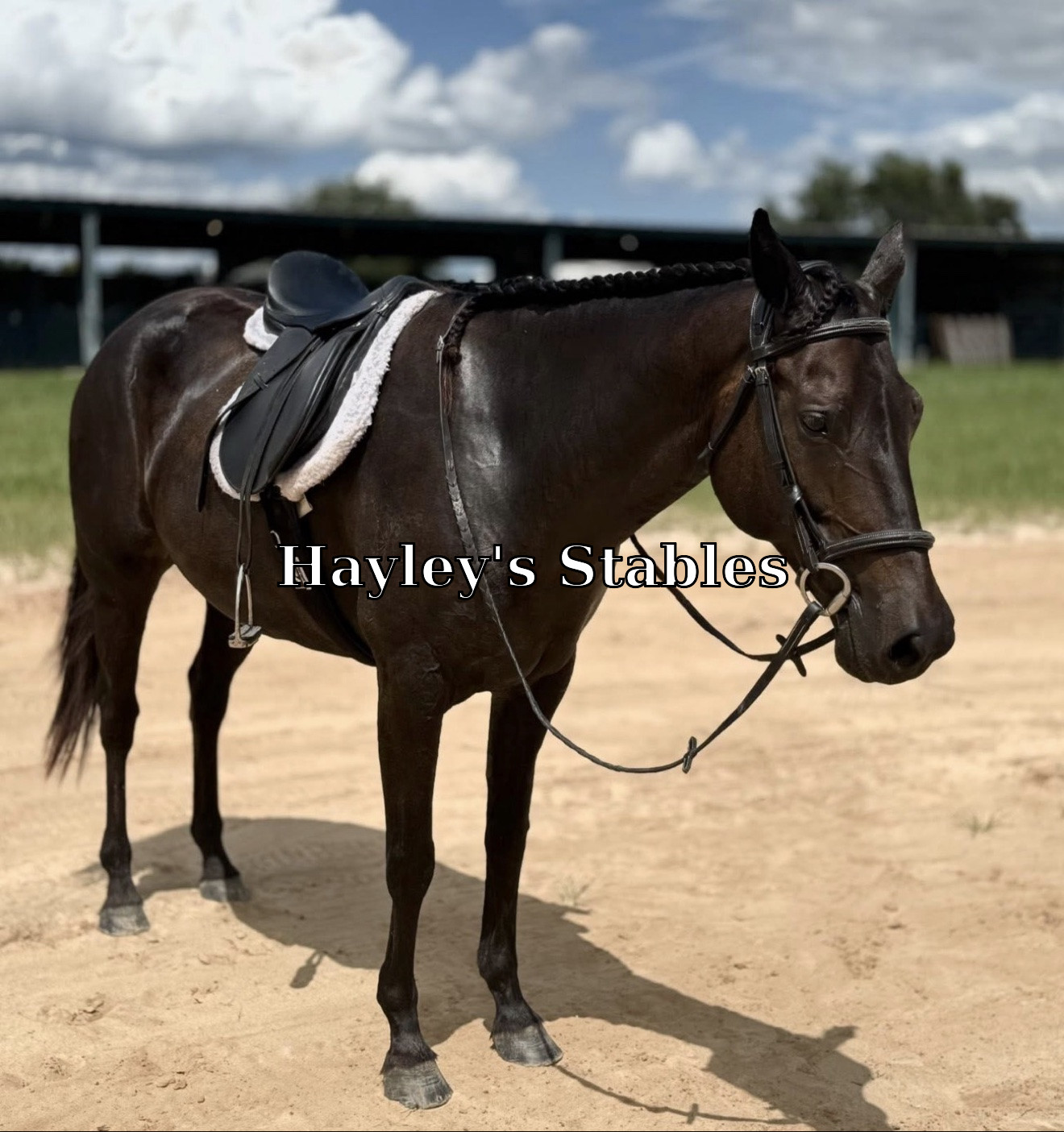 Horse previously sold by Hayley Stables