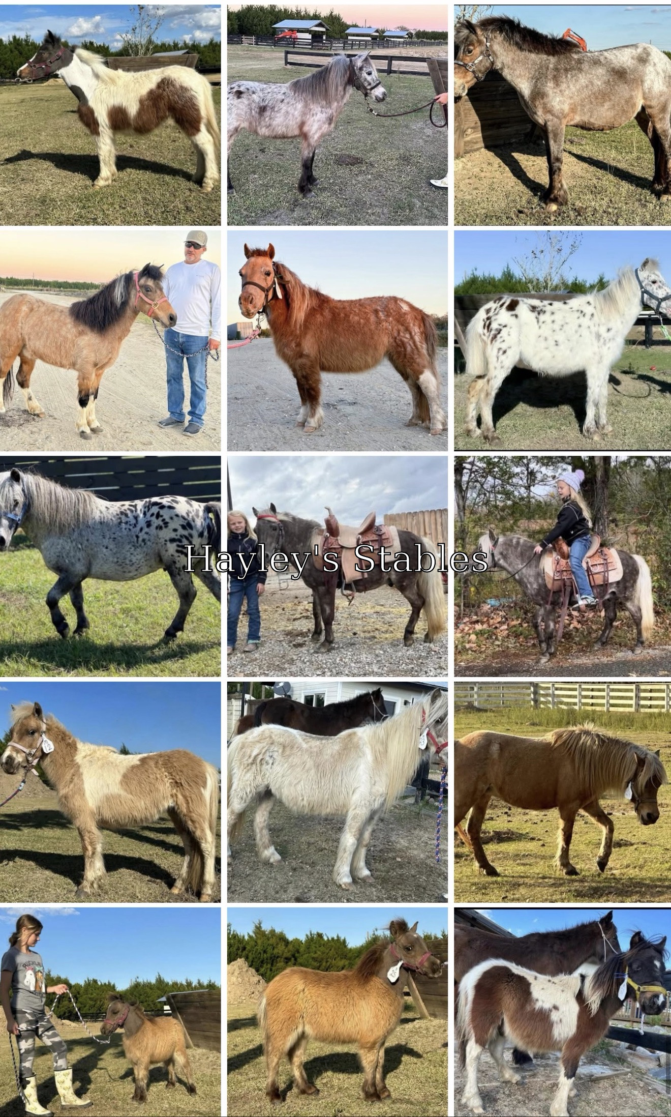 Horse previously sold by Hayley Stables