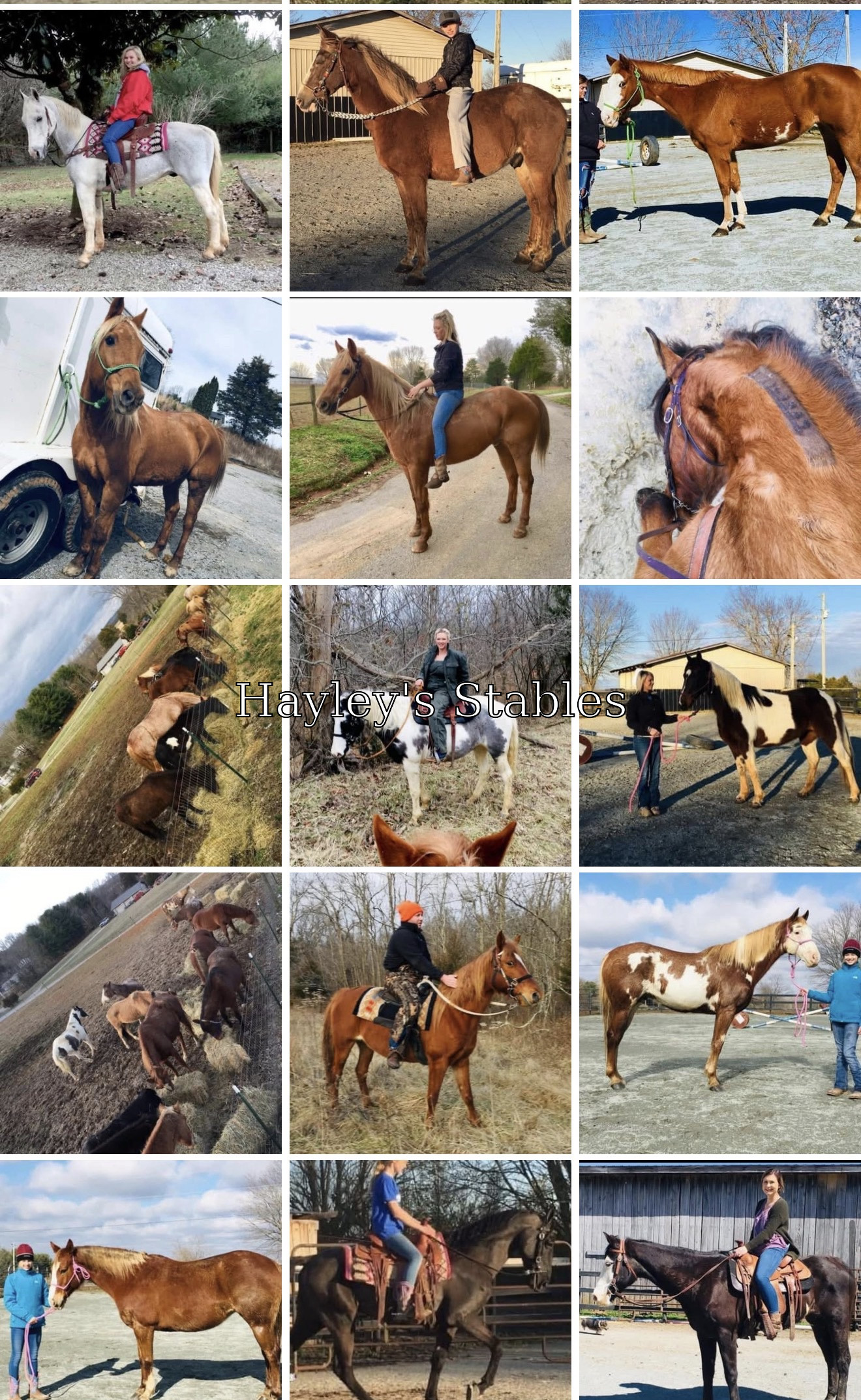 Horse previously sold by Hayley Stables