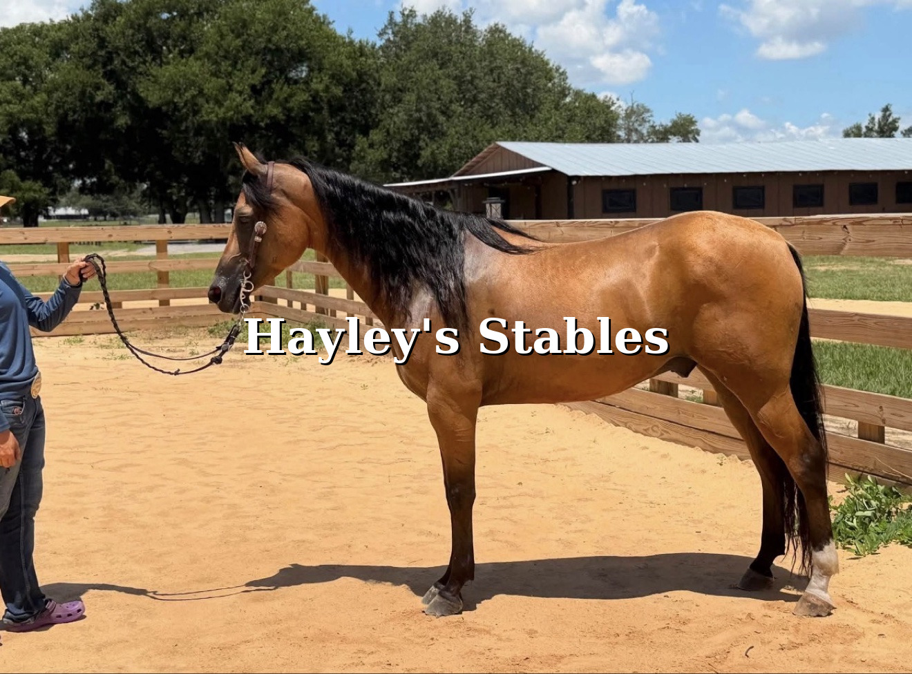 Horse and rider previously placed by Hayley Stables