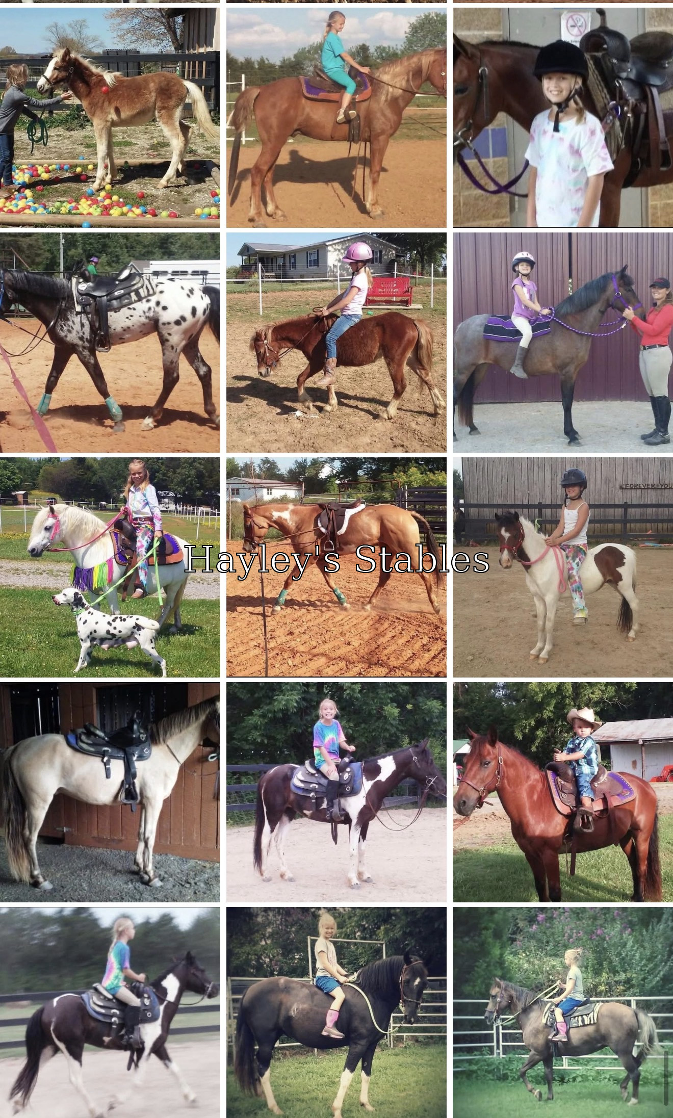 Horse previously sold by Hayley Stables