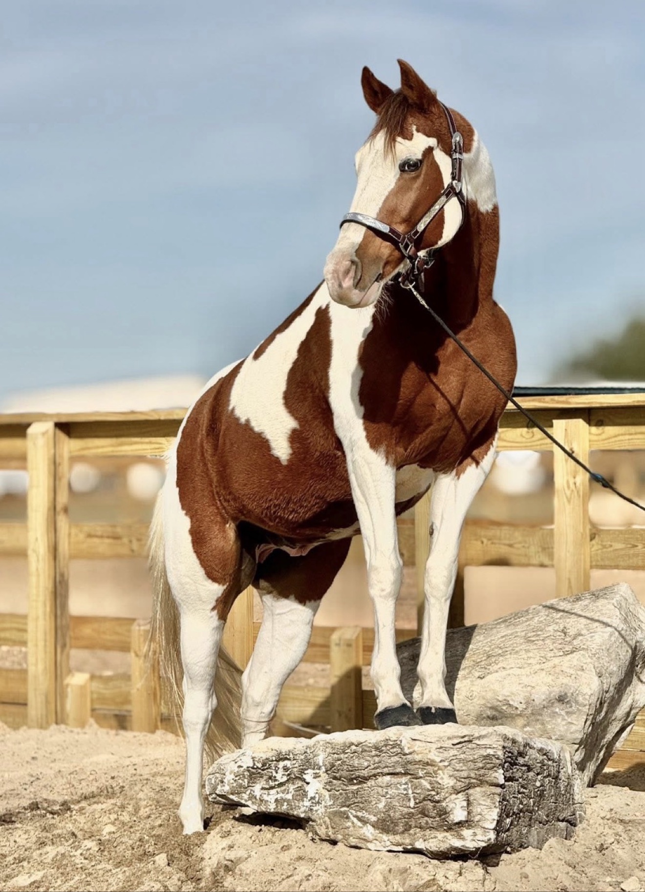 Horse presented by Hayley Stables in a conformation portrait