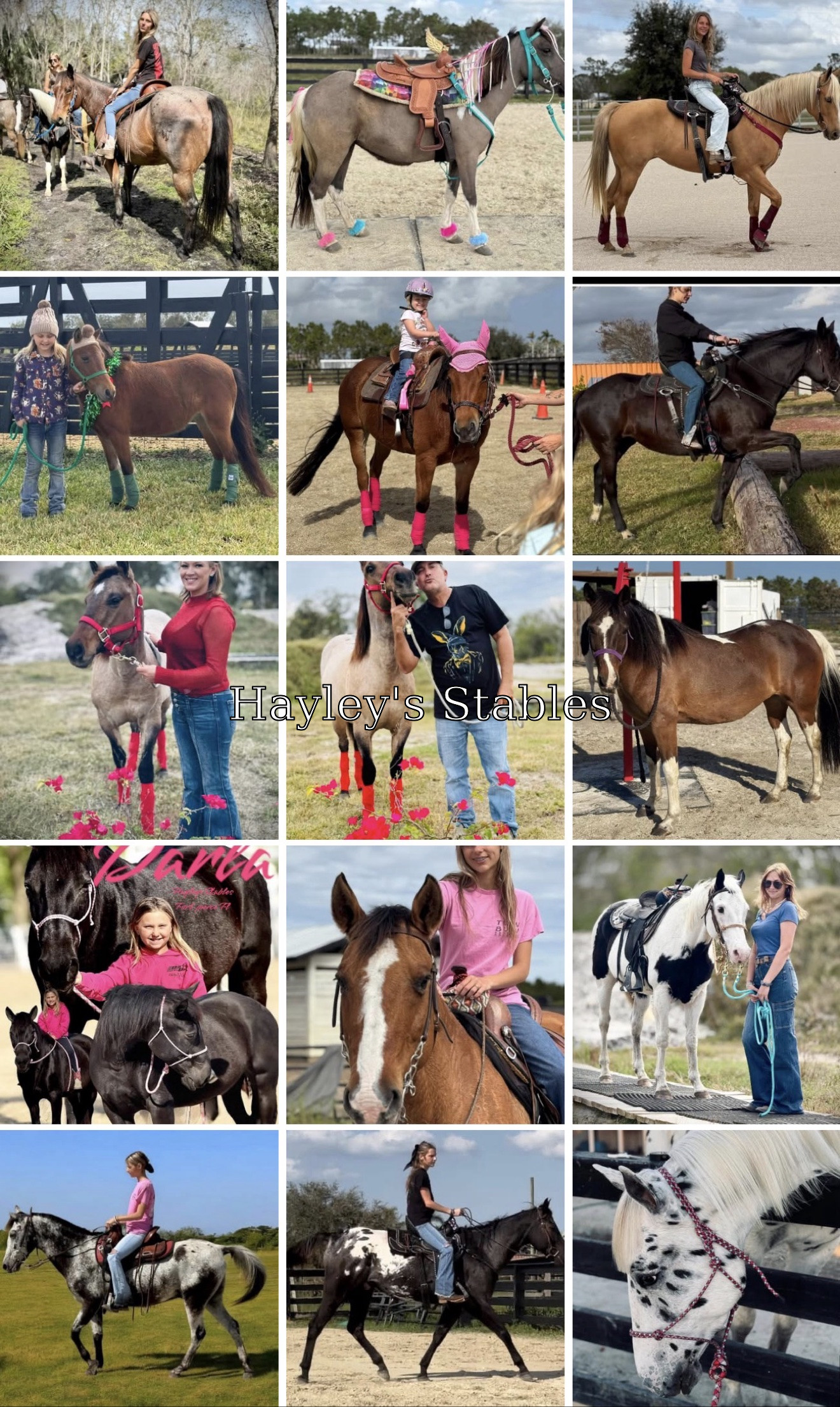 Horse previously sold by Hayley Stables
