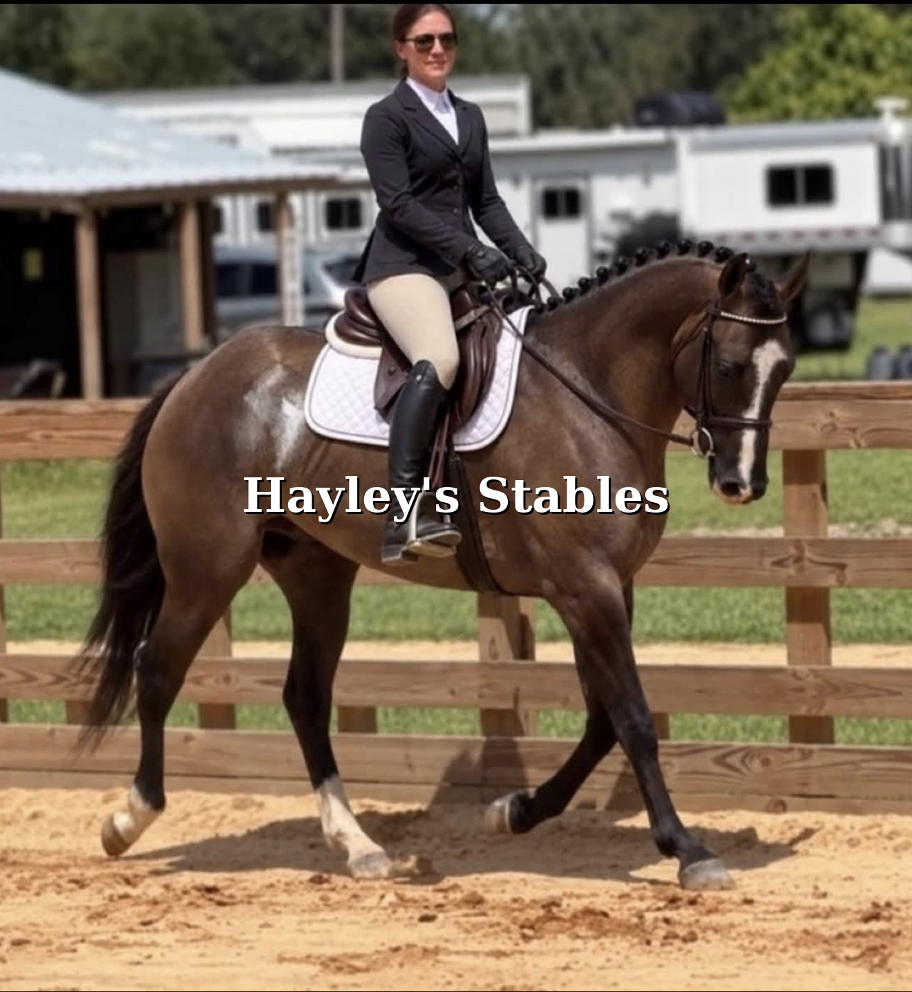 Horse previously sold by Hayley Stables shown under saddle