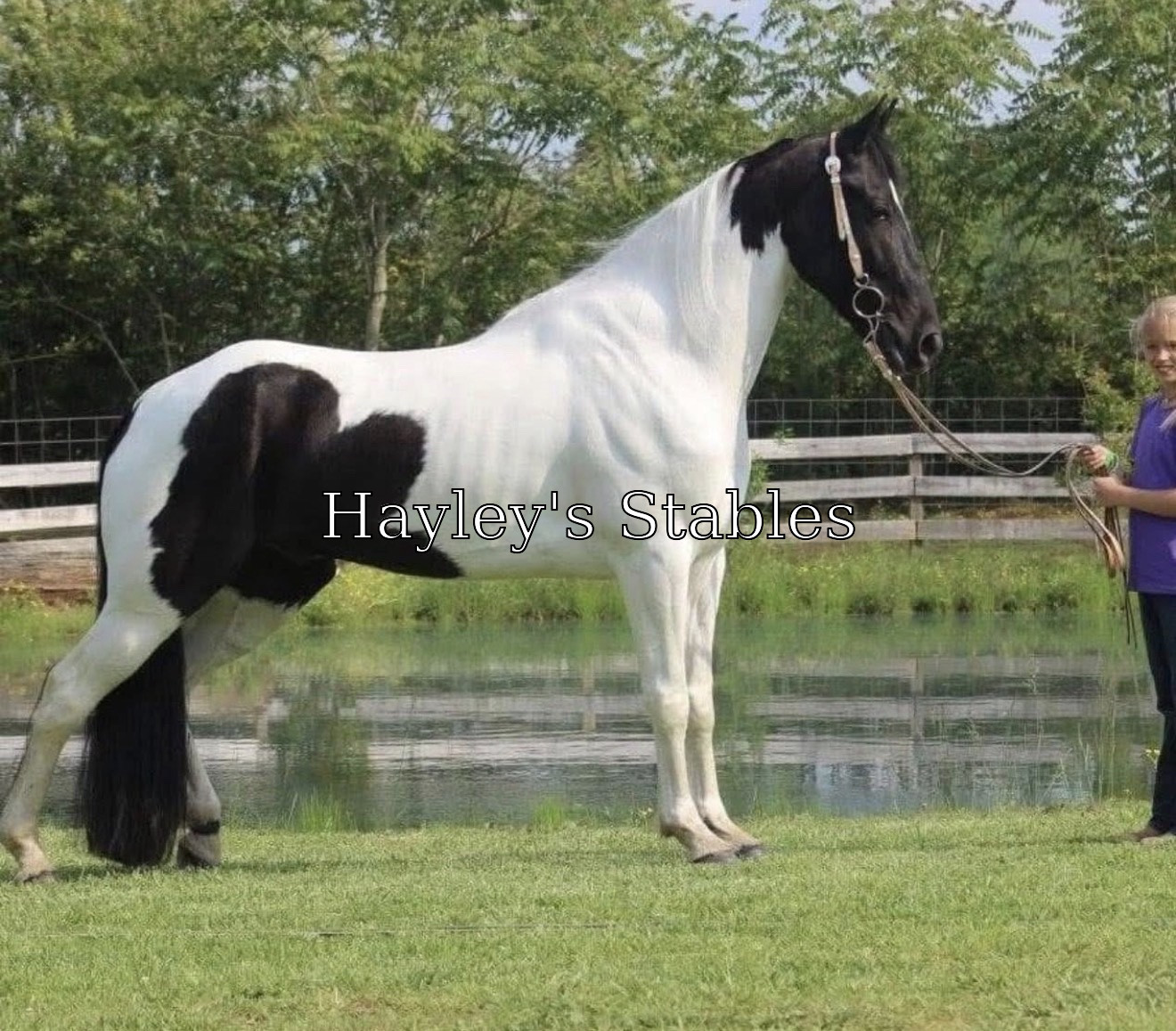 Horse previously sold by Hayley Stables