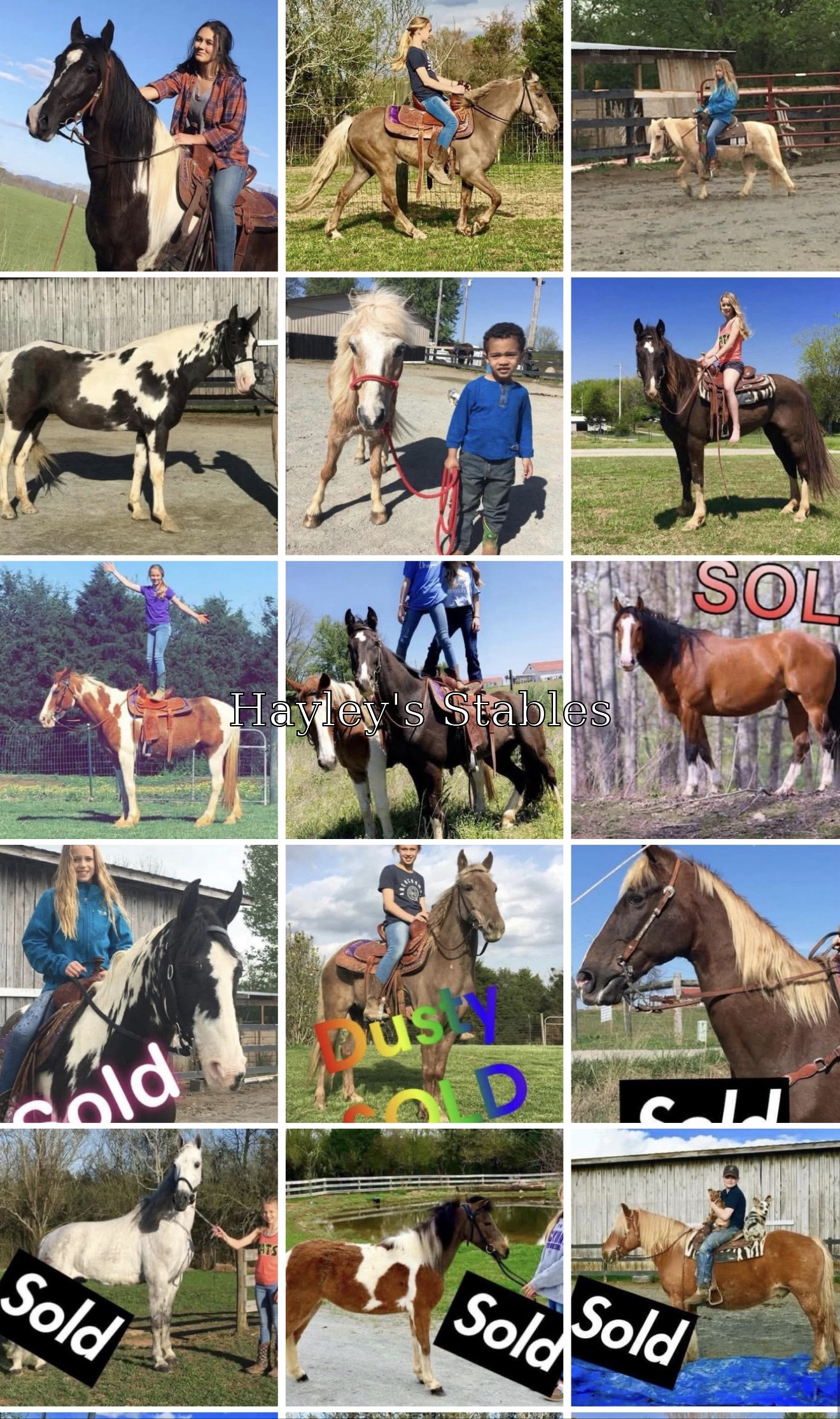 Horse previously sold by Hayley Stables