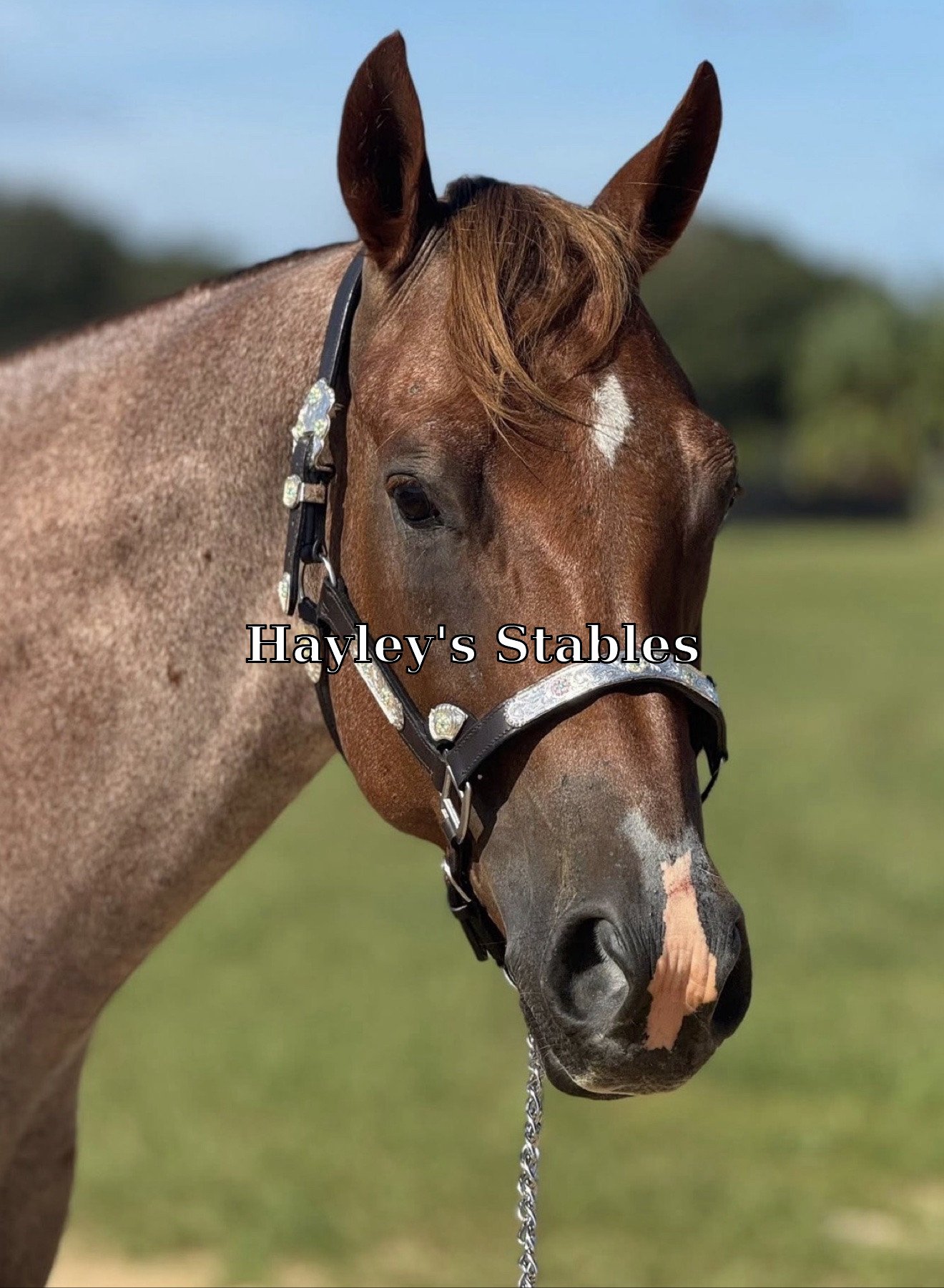Horse previously sold by Hayley Stables