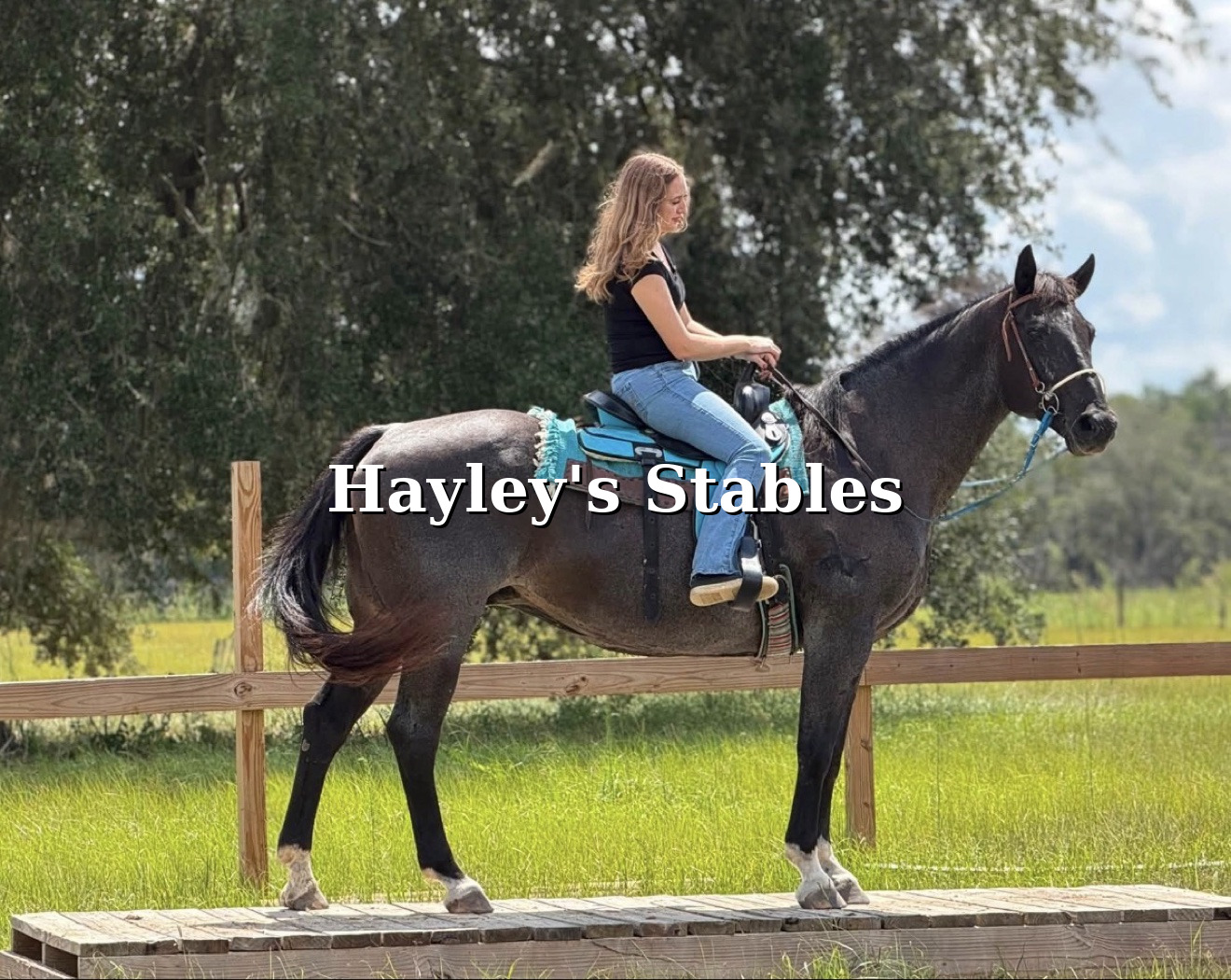 Horse previously sold by Hayley Stables posed outdoors