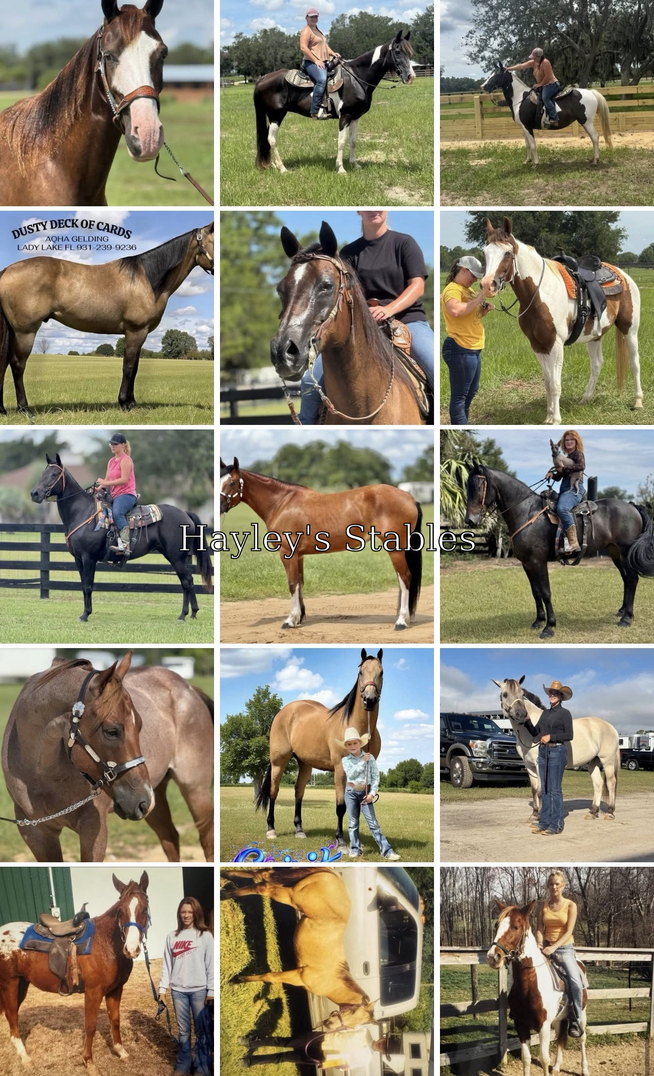 Horse previously sold by Hayley Stables