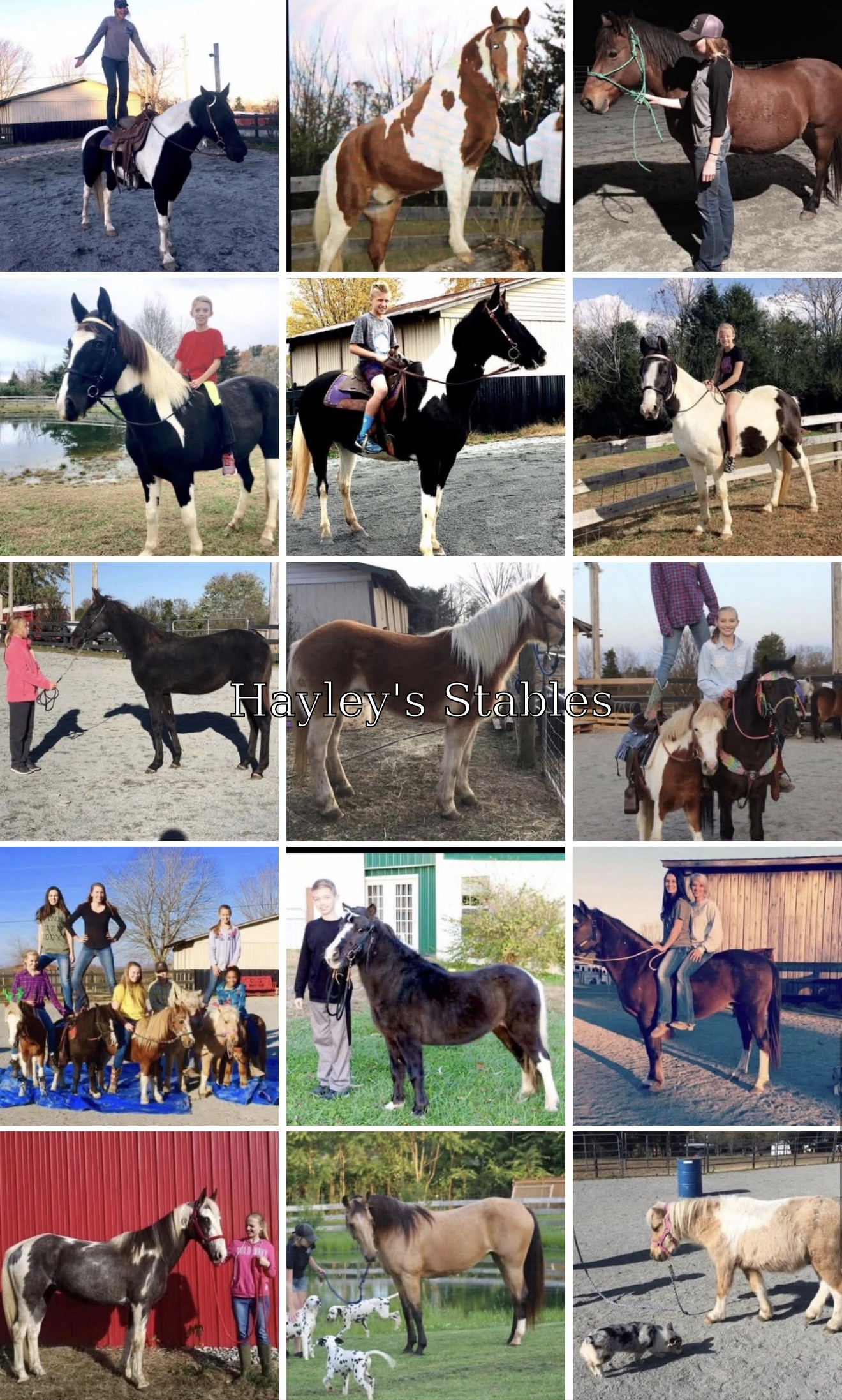 Horse previously sold by Hayley Stables