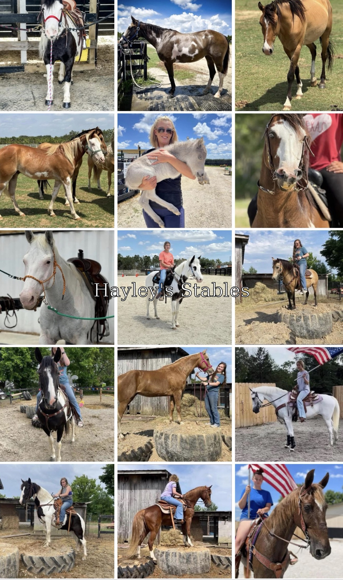Horse previously sold by Hayley Stables
