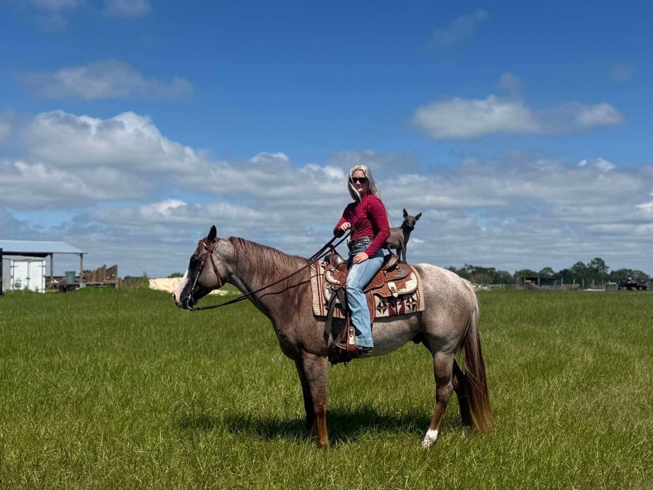 Hayley riding Struttin Cowboy in the pasture with a small dog behind the saddle