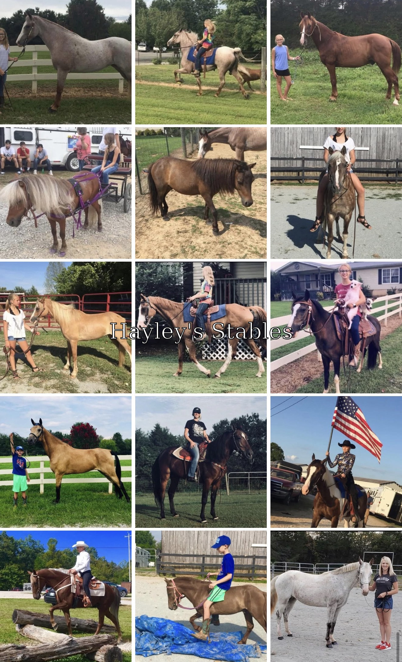 Horse previously sold by Hayley Stables