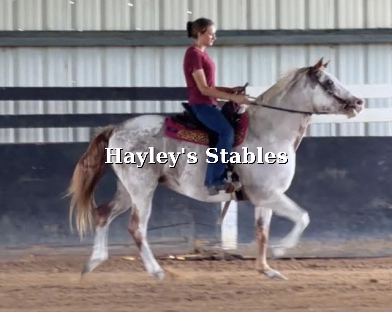 Horse previously placed by Hayley Stables