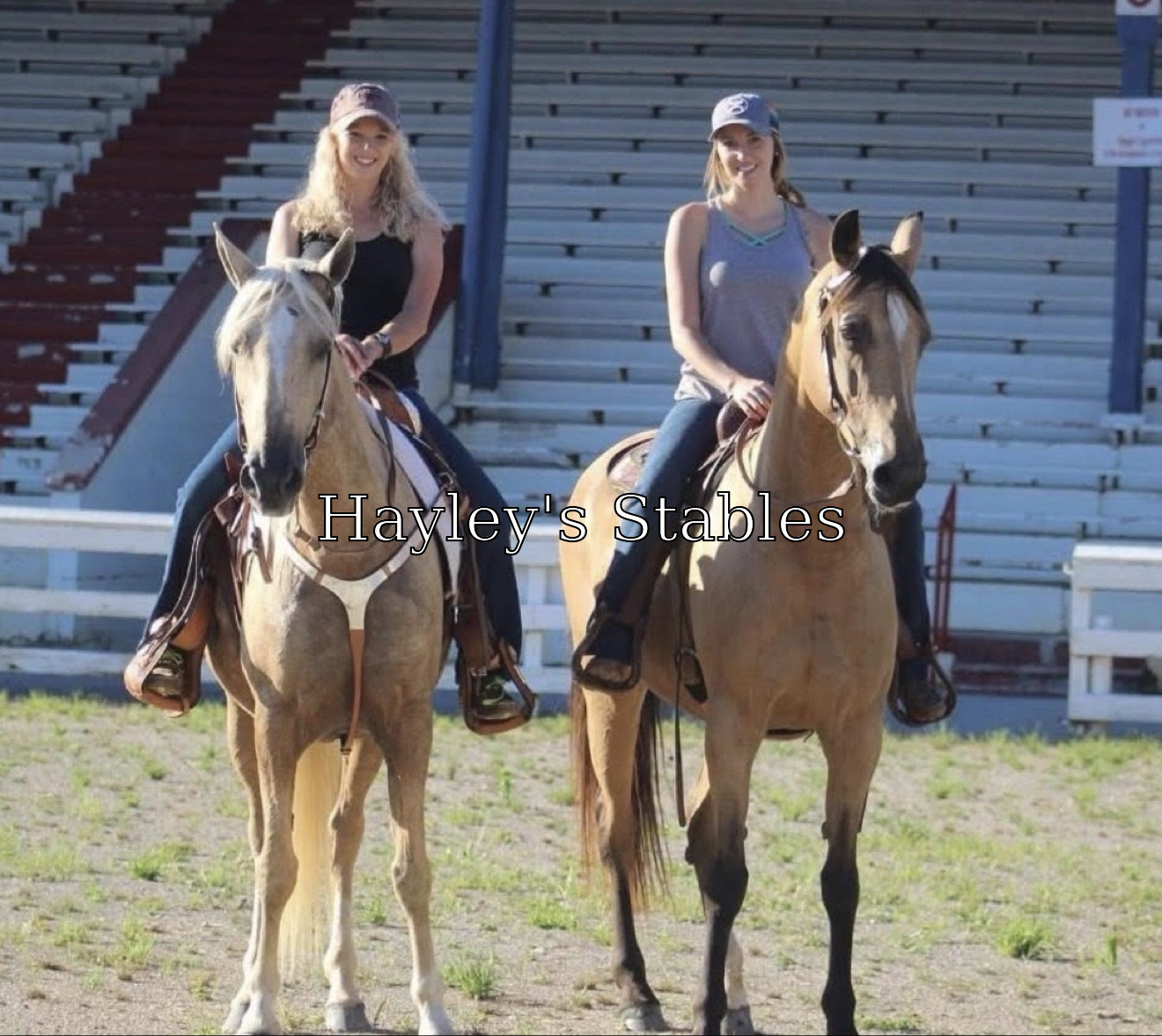 Horse previously sold by Hayley Stables