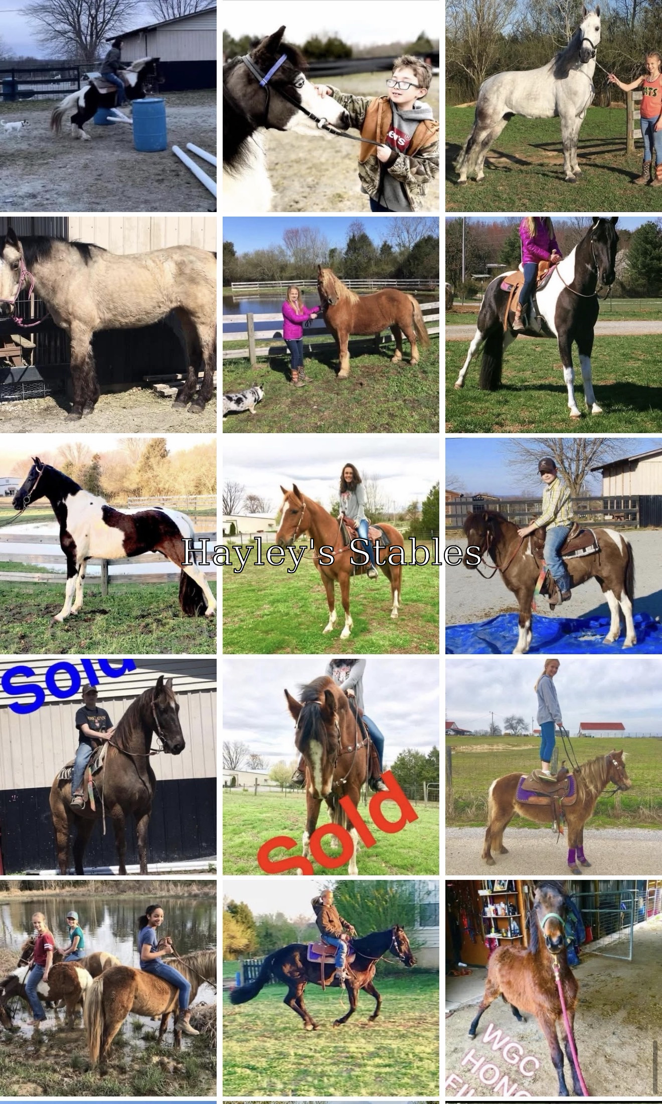 Horse previously sold by Hayley Stables