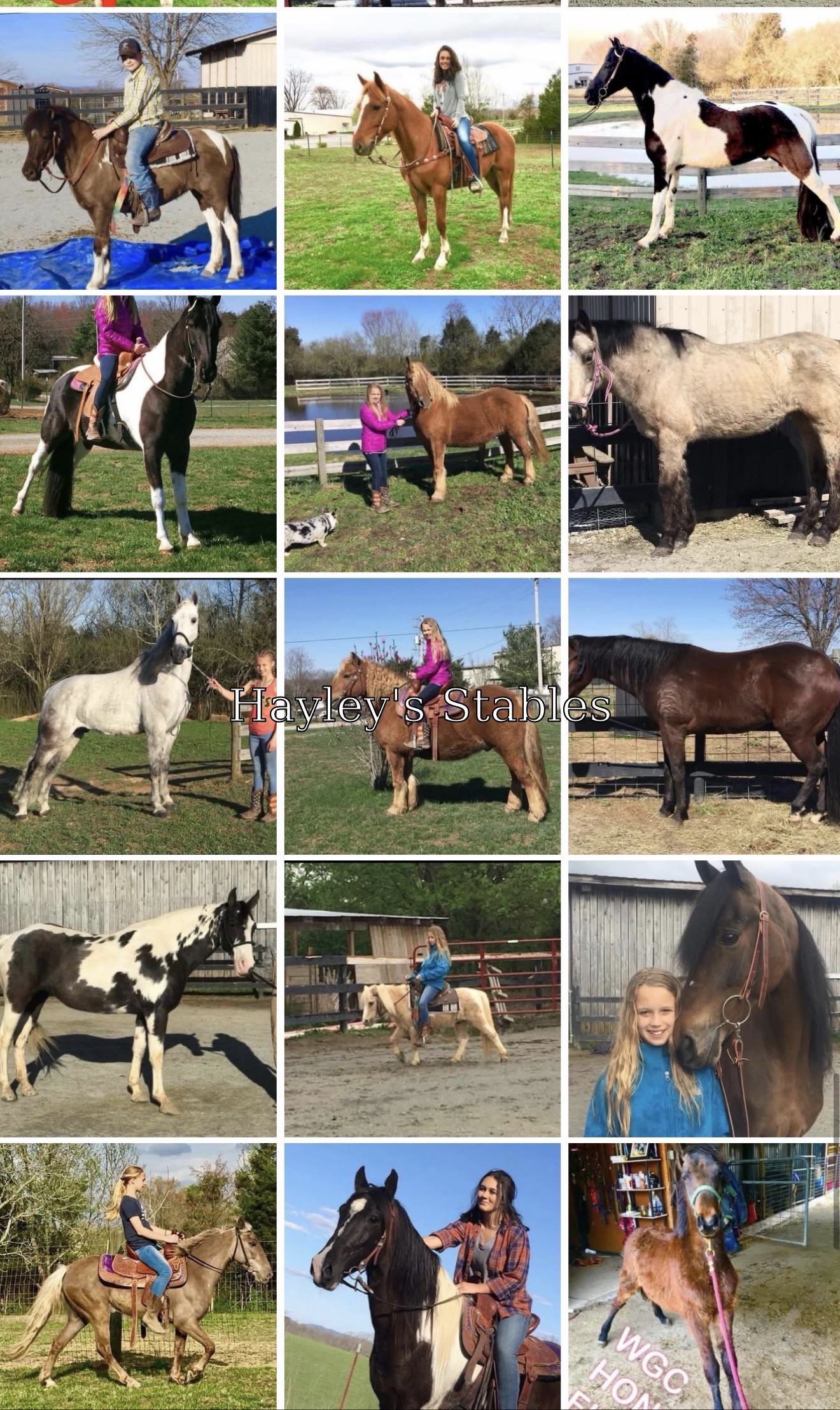 Horse previously sold by Hayley Stables