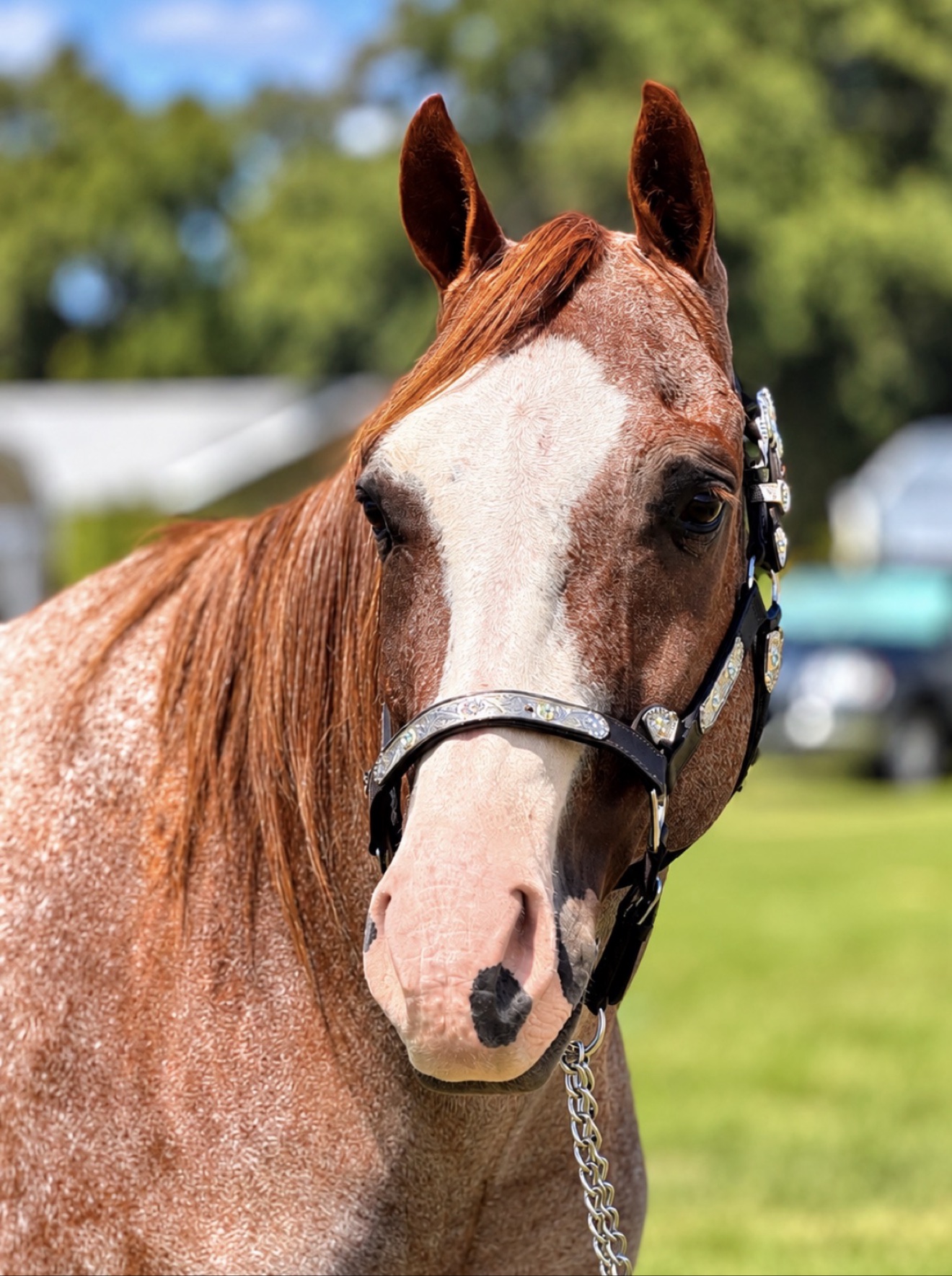 Bob, registered as Struttin Cowboy