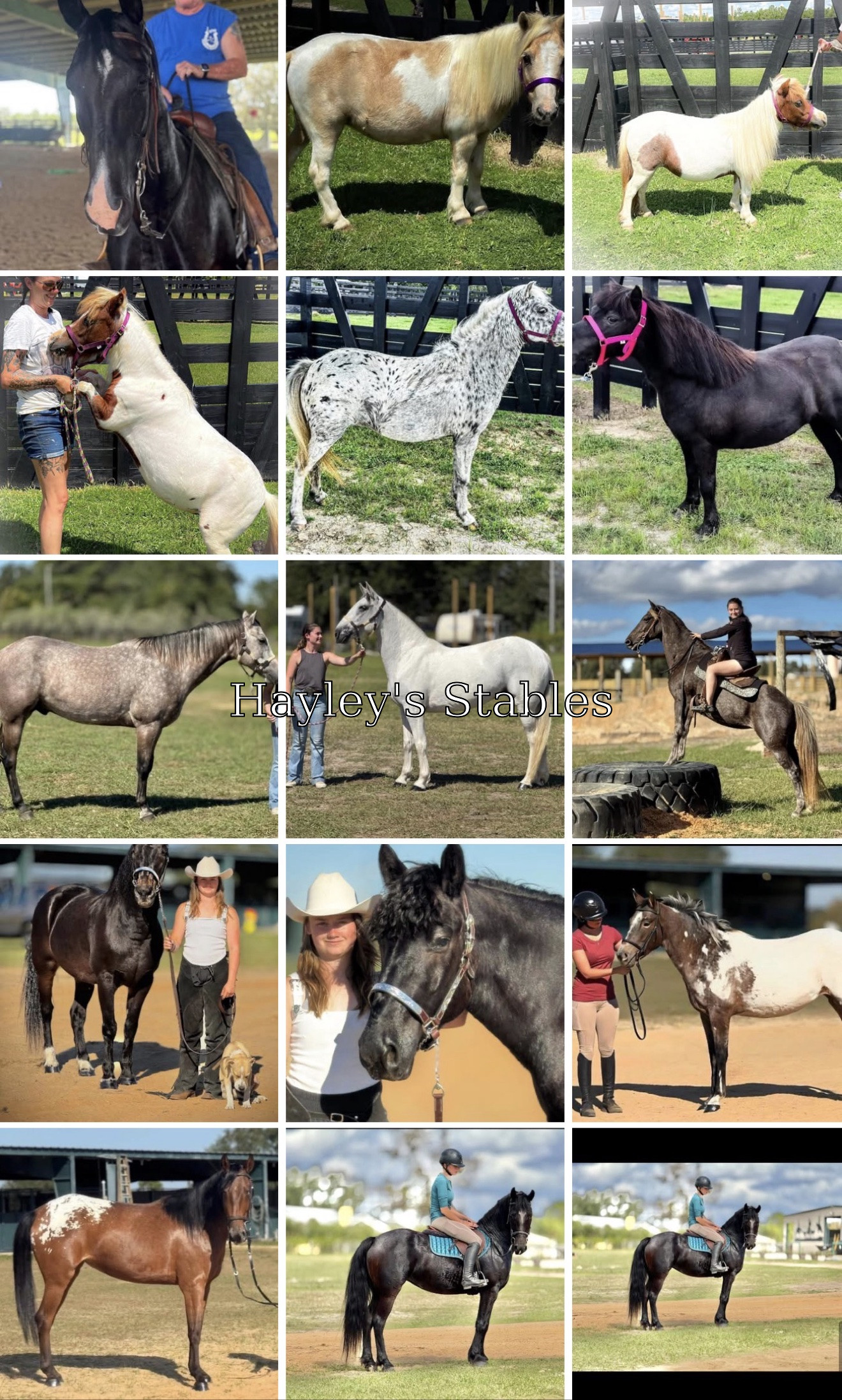 Horse previously sold by Hayley Stables
