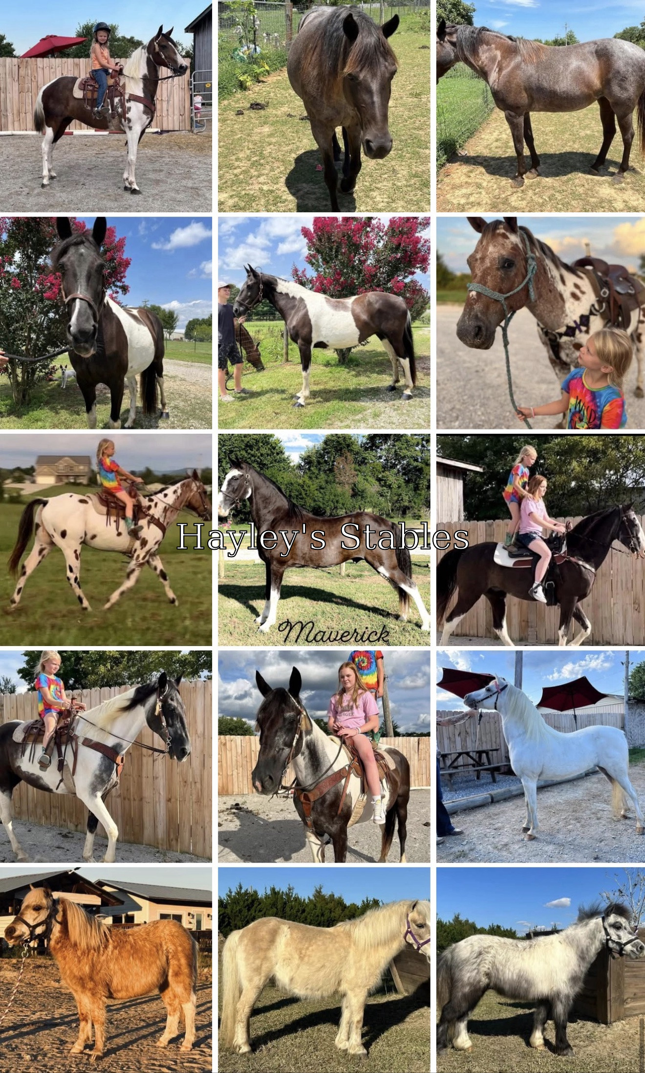 Horse previously sold by Hayley Stables