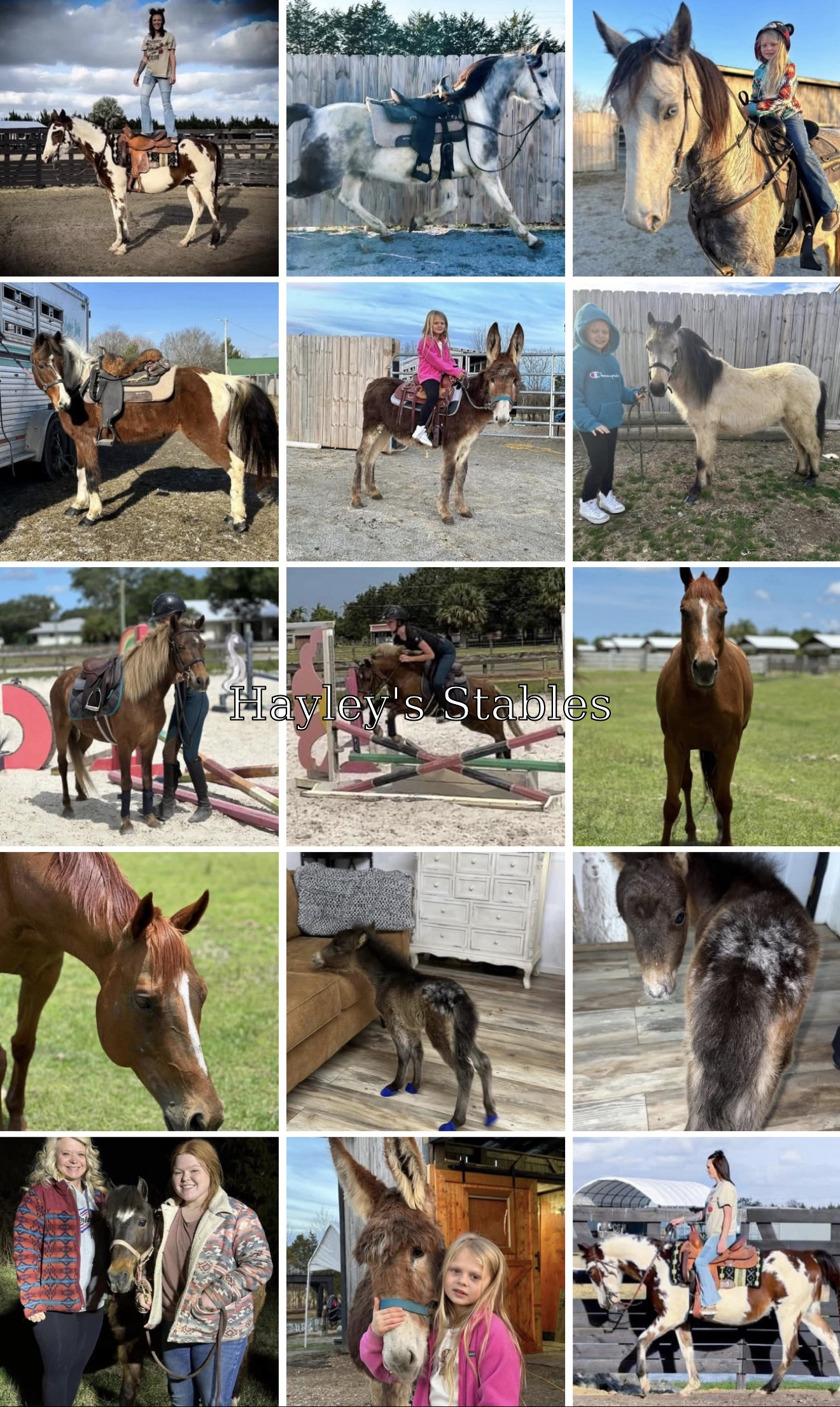 Horse previously sold by Hayley Stables