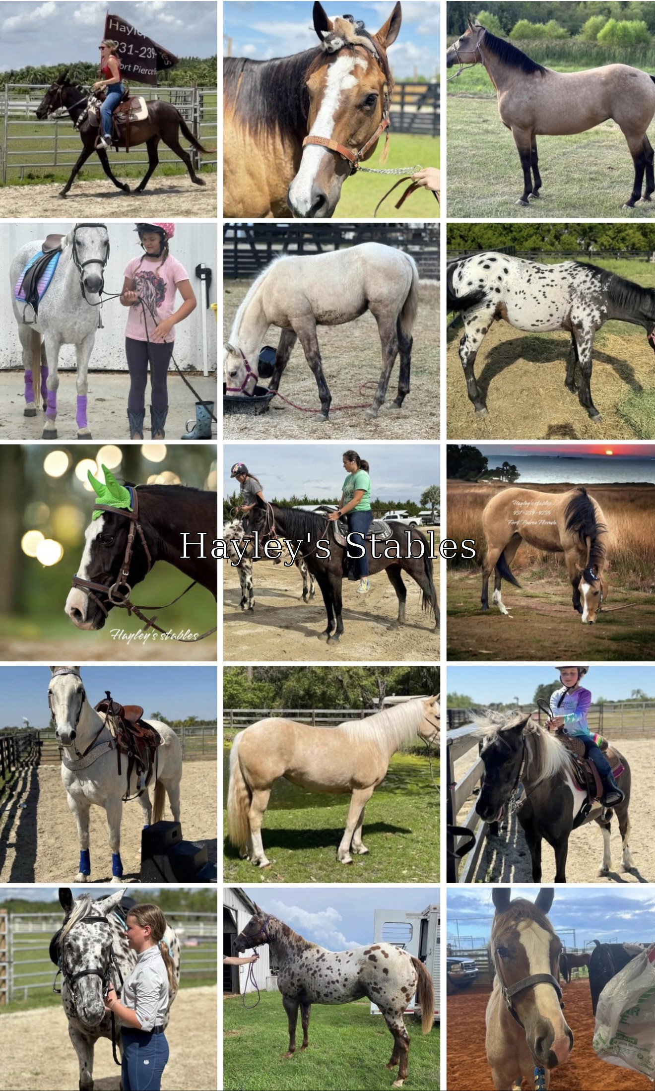 Horse previously sold by Hayley Stables