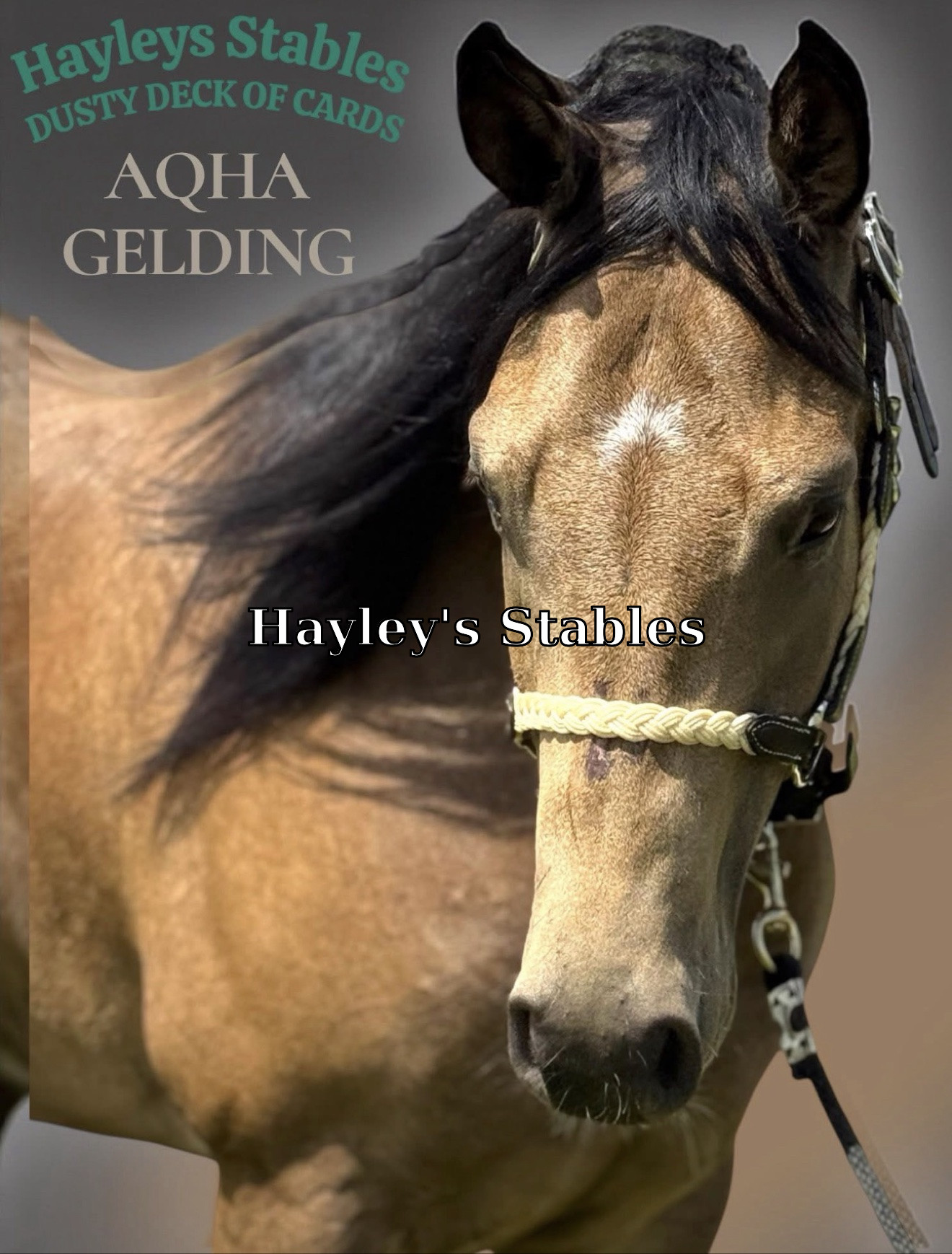Horse previously sold by Hayley Stables