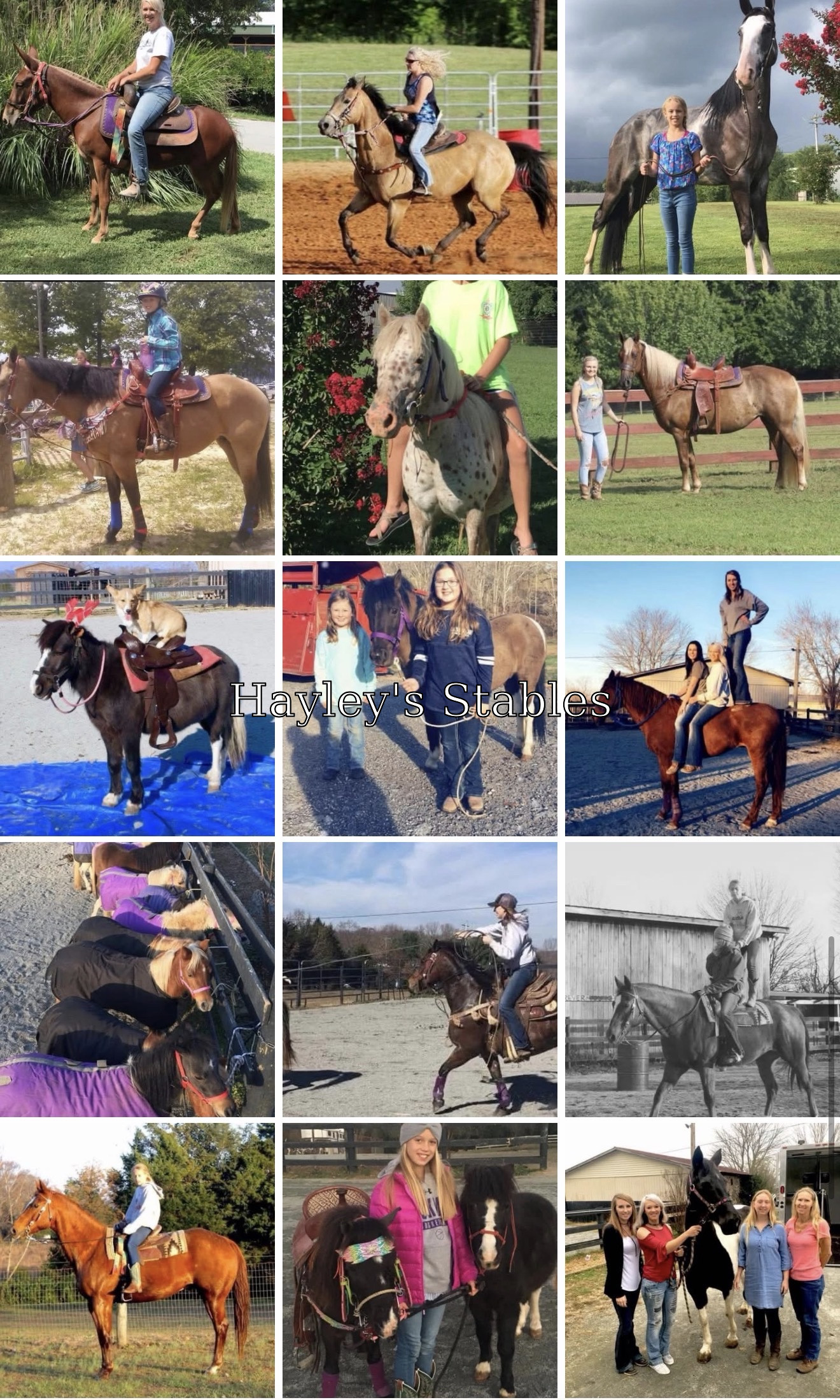 Horse previously sold by Hayley Stables