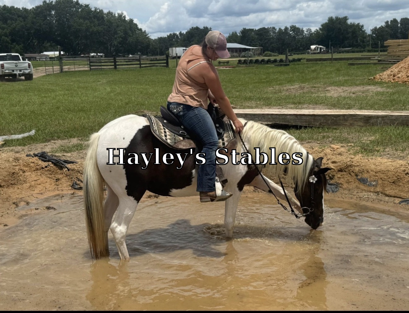 Horse previously sold by Hayley Stables
