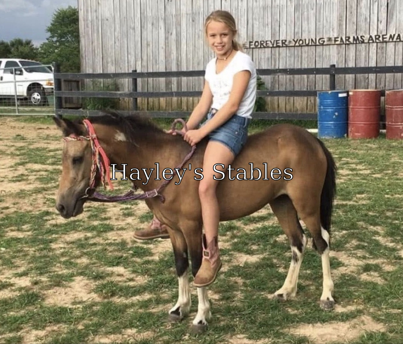 Horse previously sold by Hayley Stables