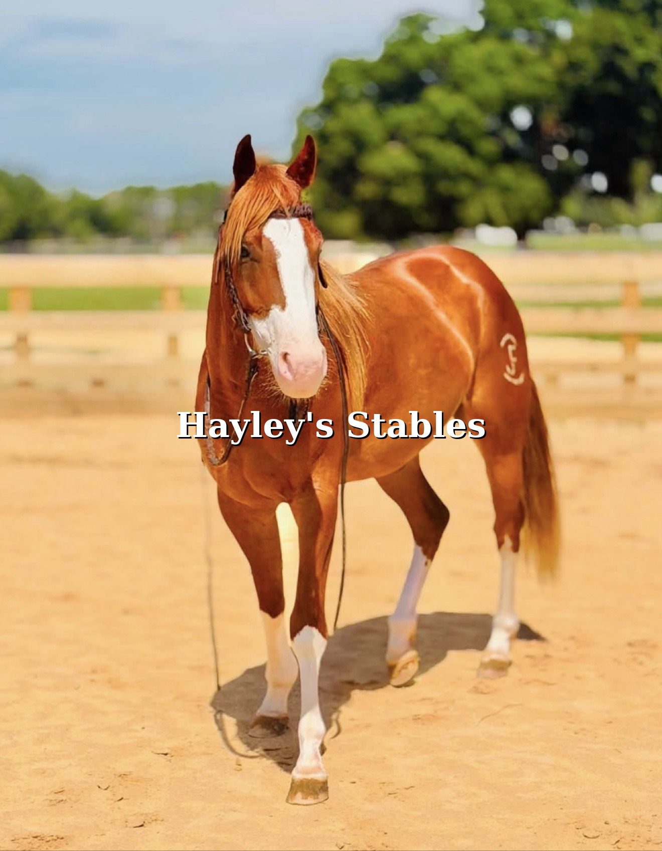 Horse previously sold by Hayley Stables standing in a field